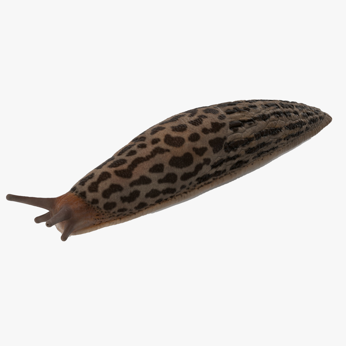 3D Great Slug Rigged for Cinema 4D