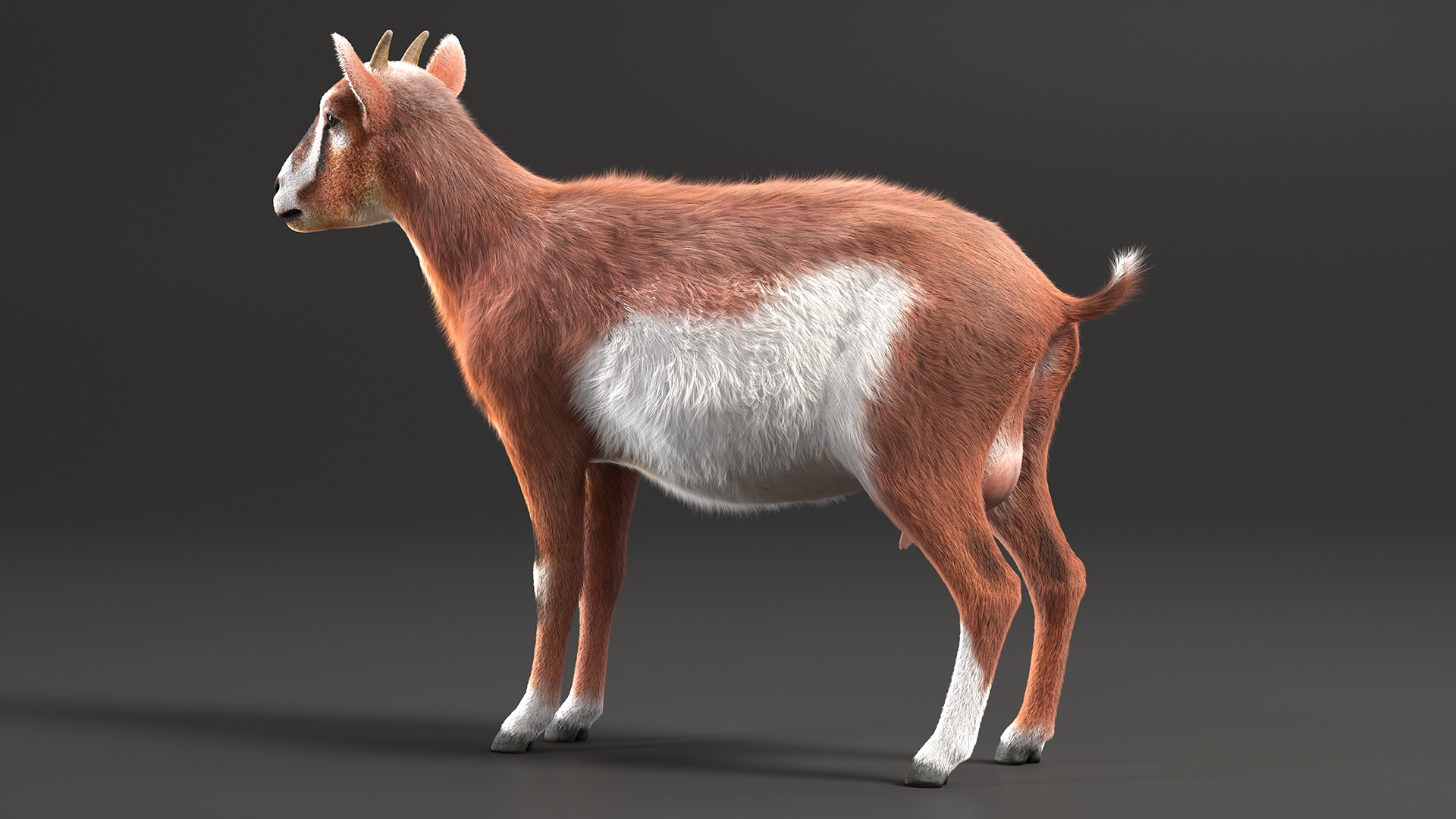 3D model Dairy Goat Brown Fur