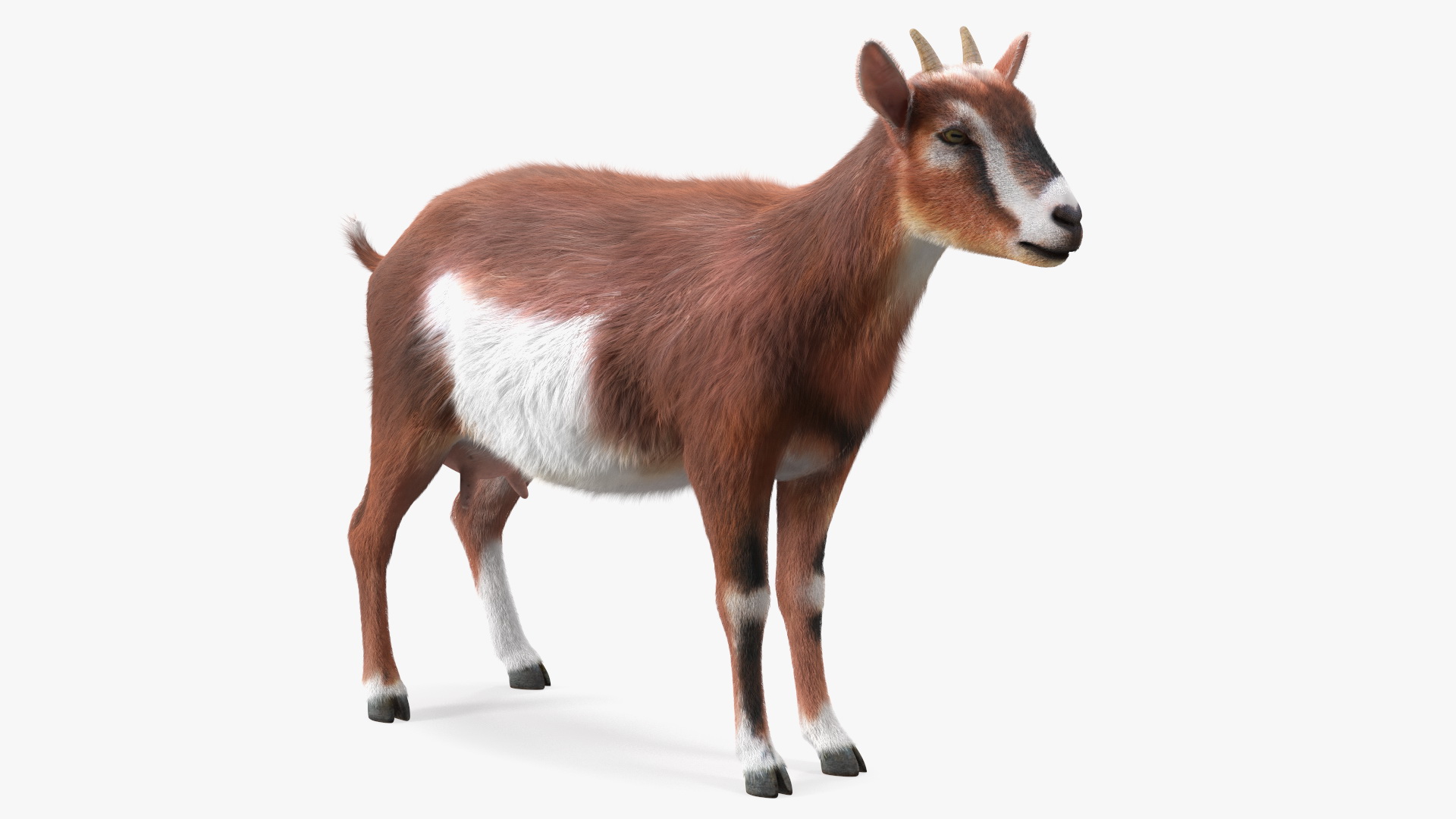 3D model Dairy Goat Brown Fur