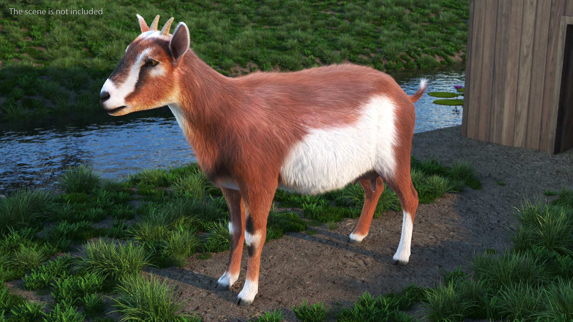 3D model Dairy Goat Brown Fur