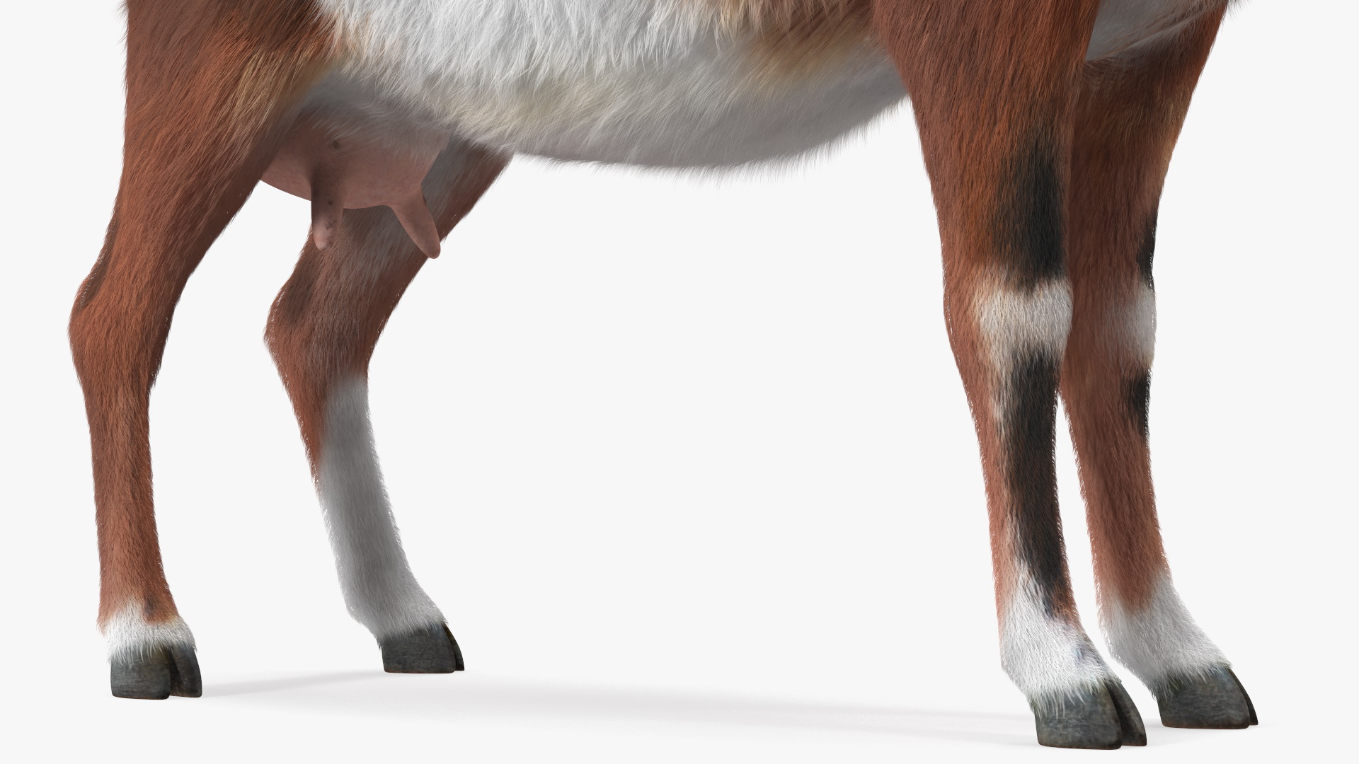 3D model Dairy Goat Brown Fur