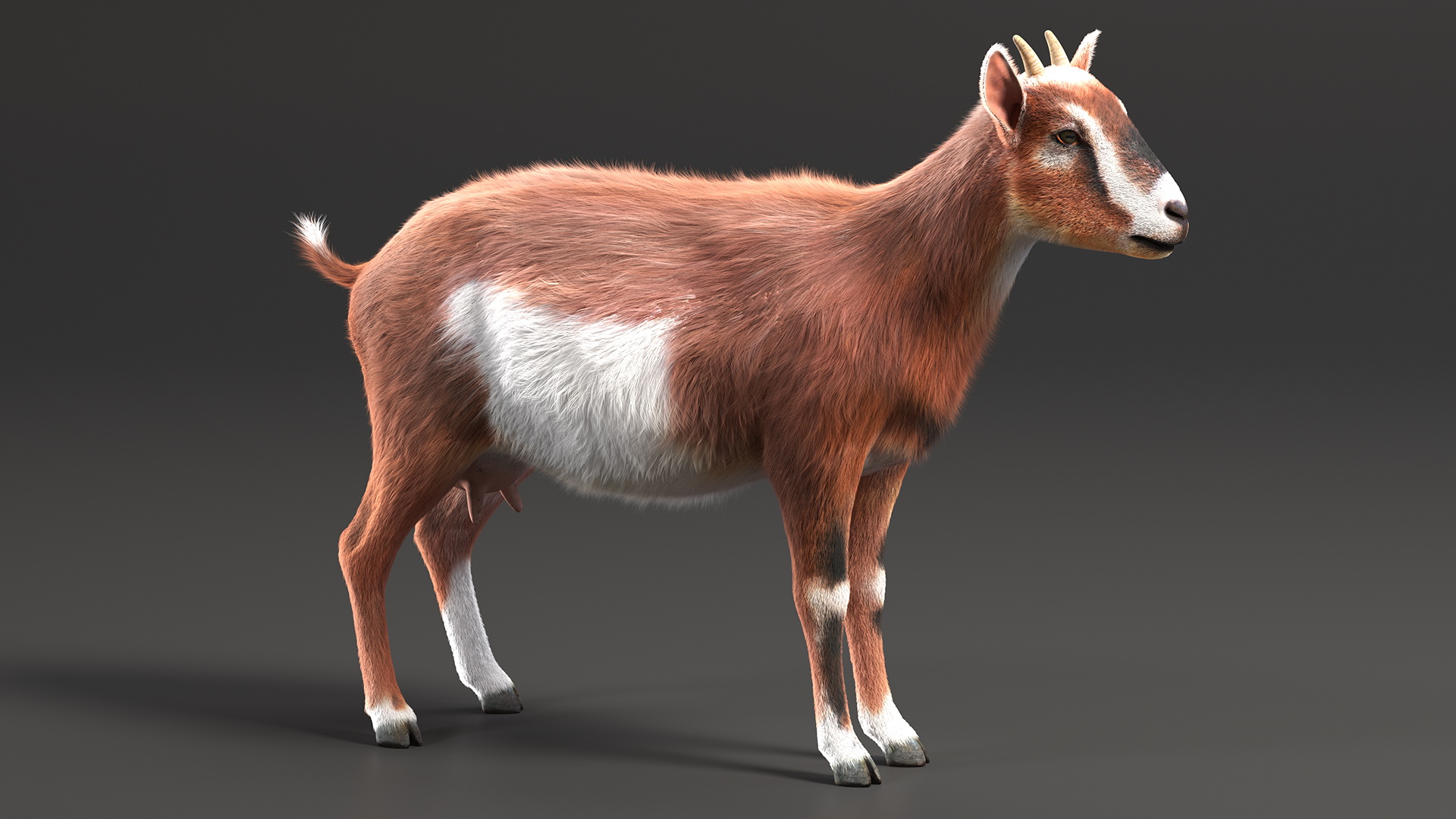 3D model Dairy Goat Brown Fur