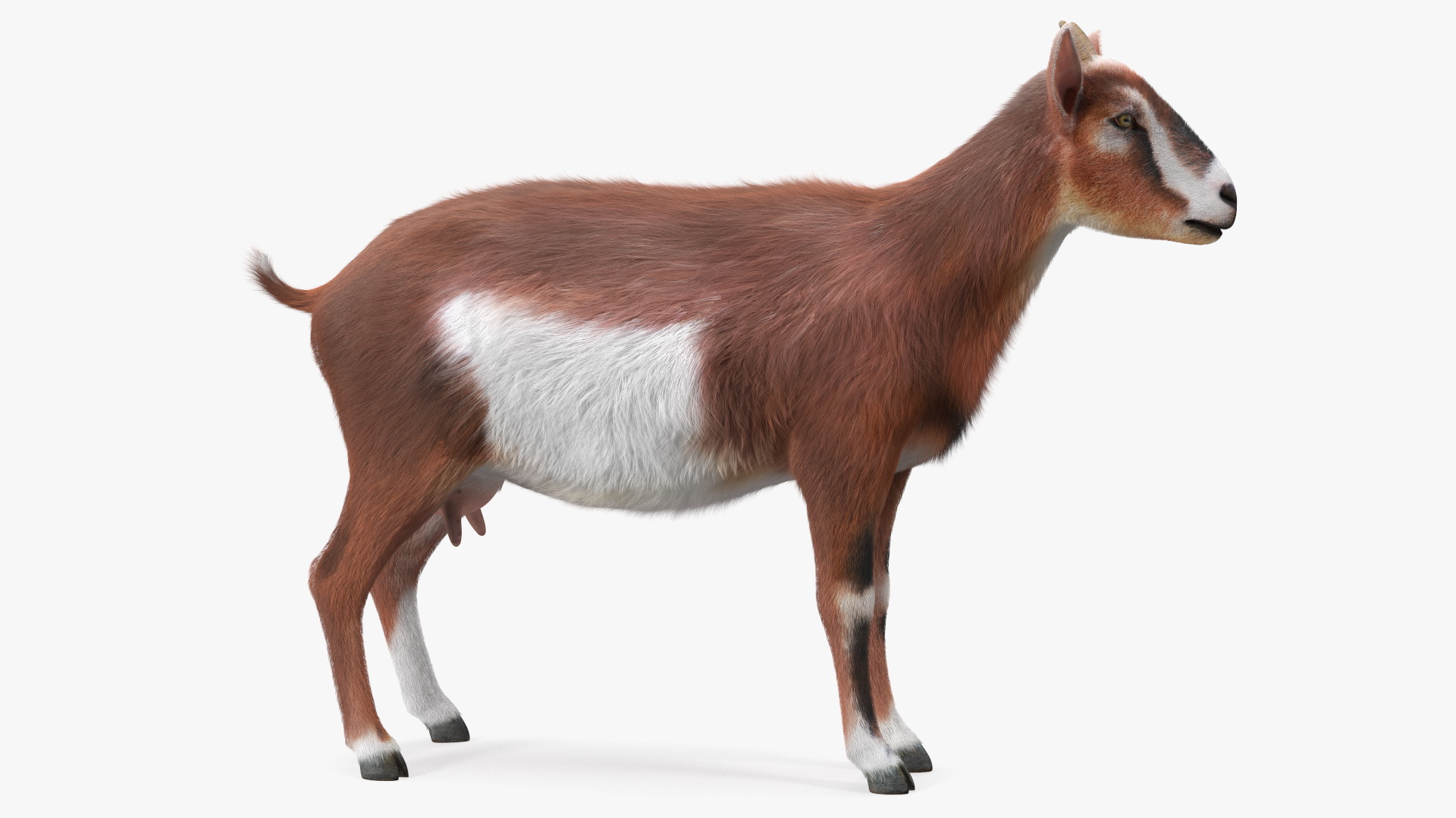 3D model Dairy Goat Brown Fur