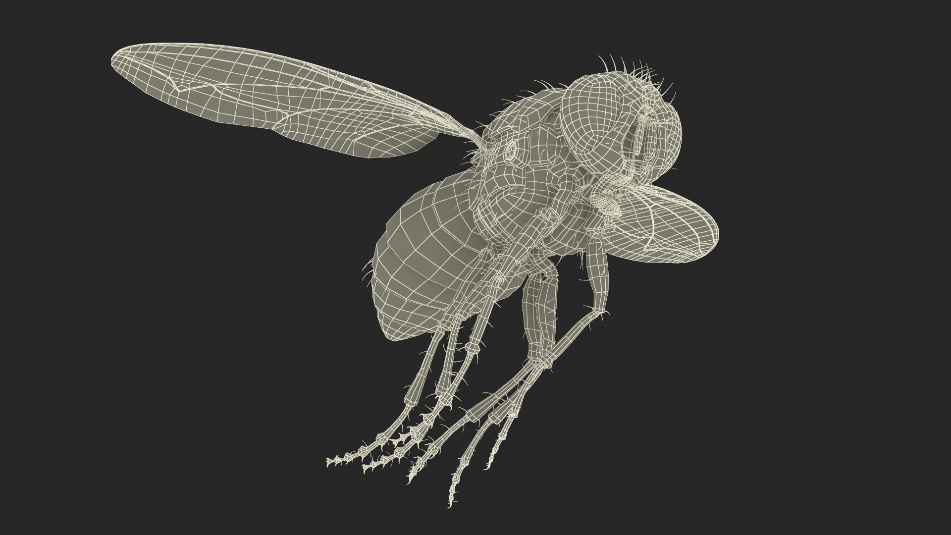 Lifelike Insect Housefly 3D model