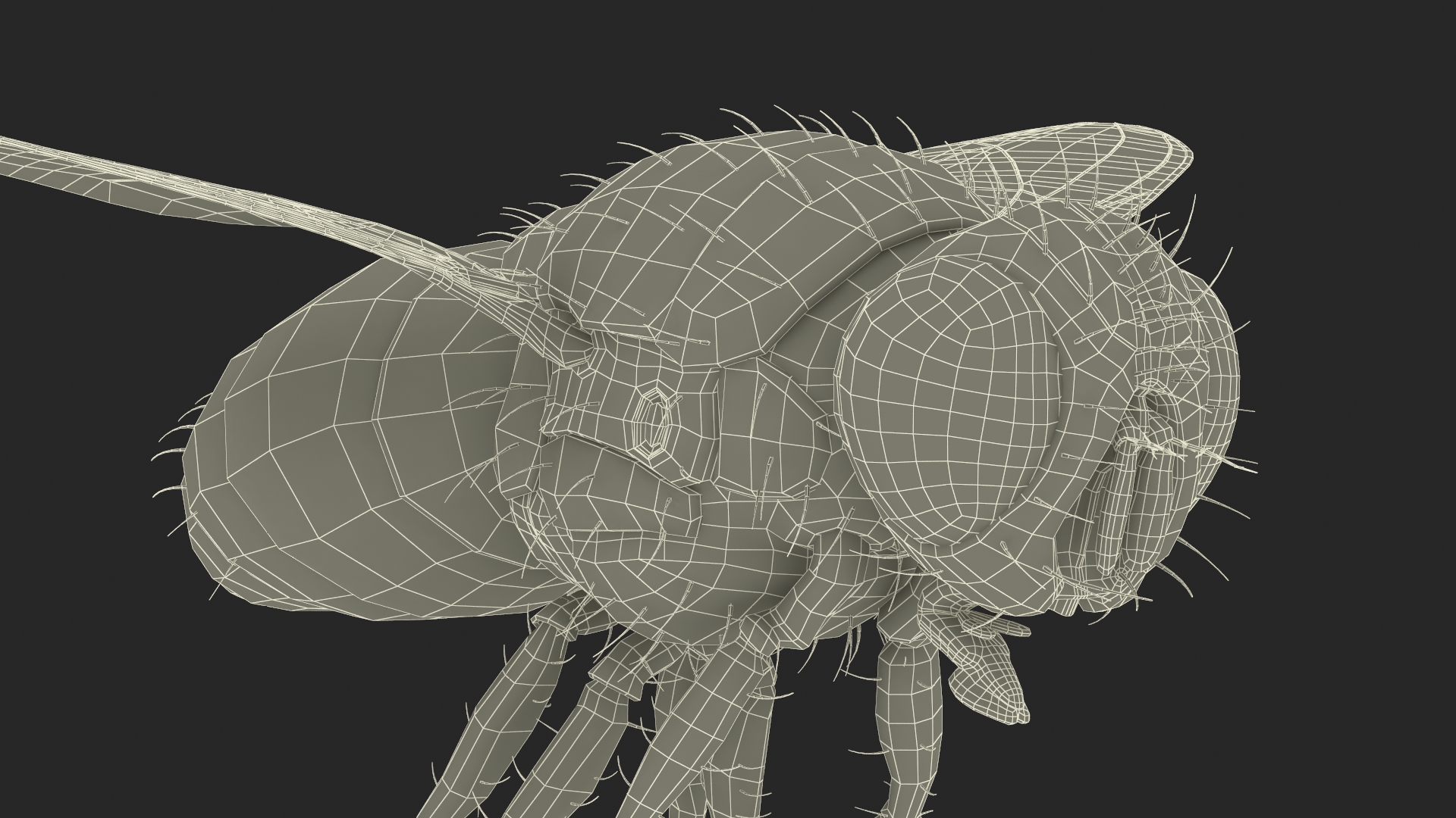 Lifelike Insect Housefly 3D model