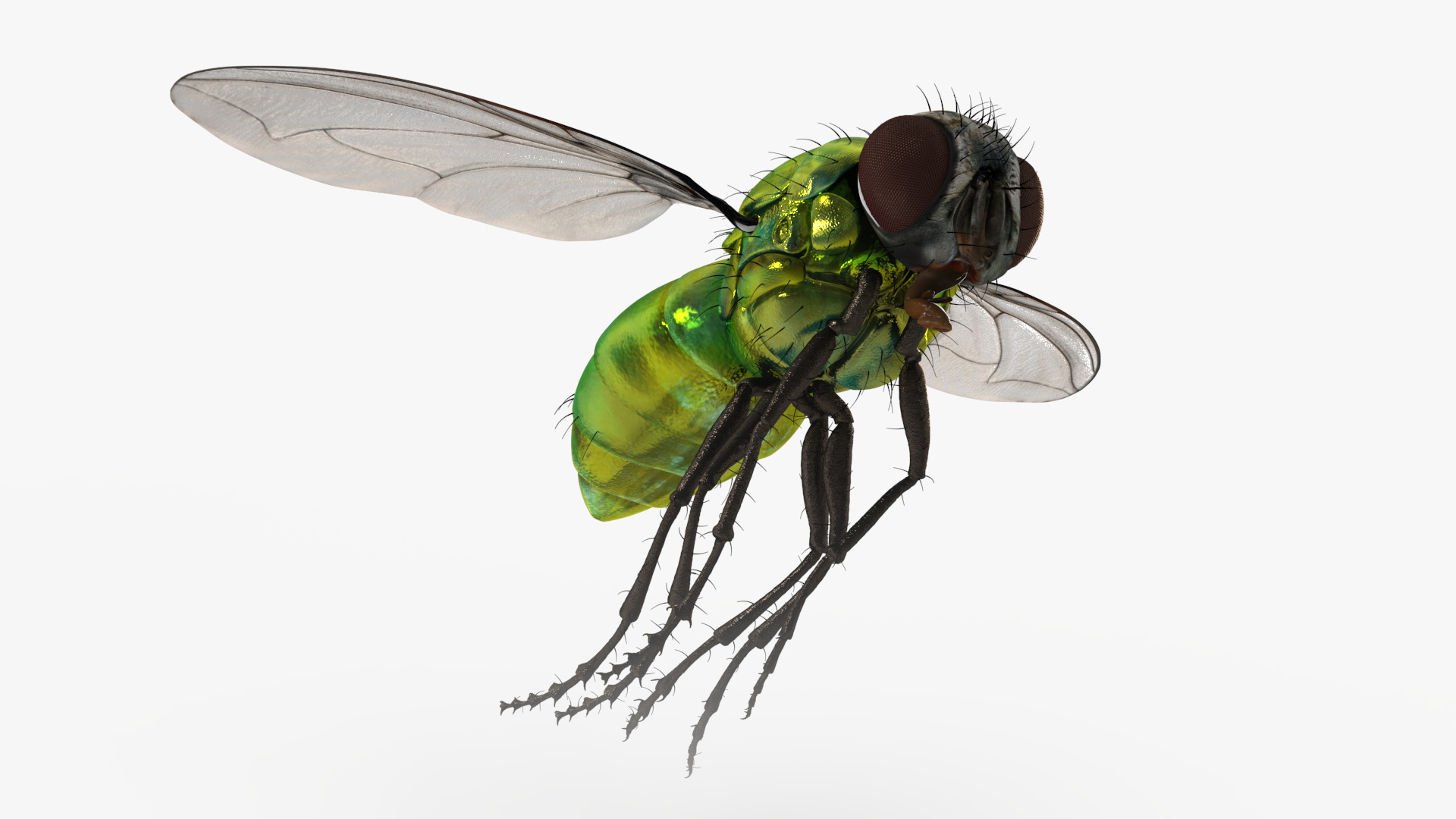 Lifelike Insect Housefly 3D model