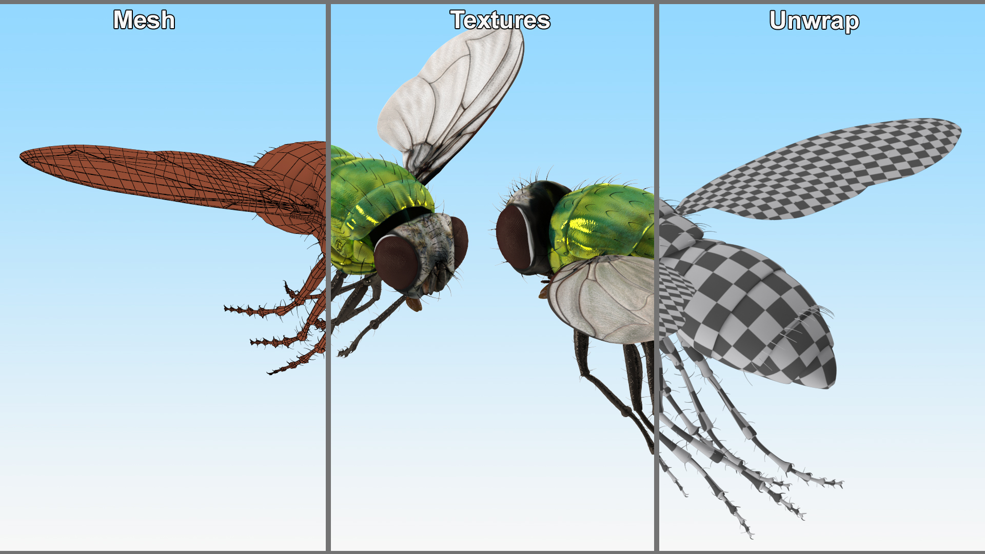 Lifelike Insect Housefly 3D model