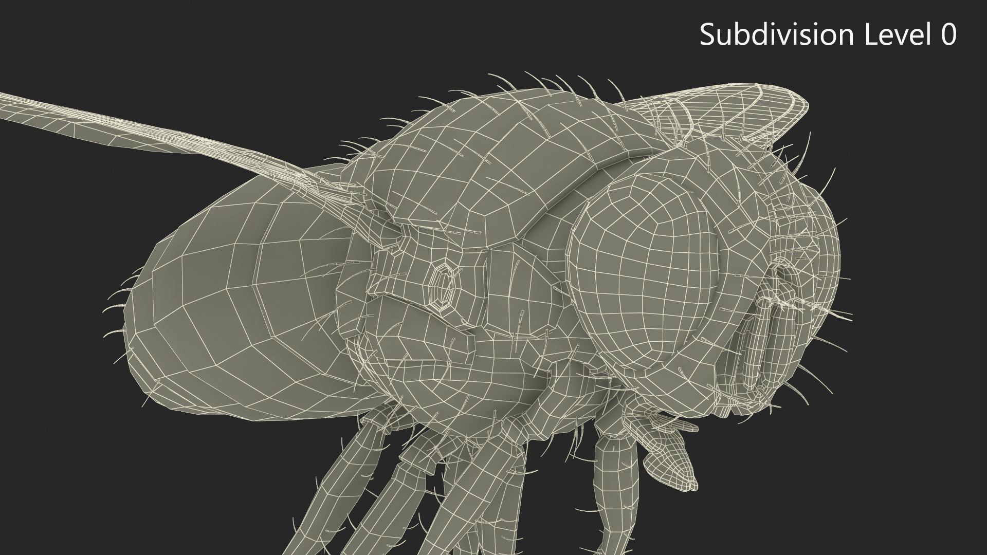 Lifelike Insect Housefly 3D model