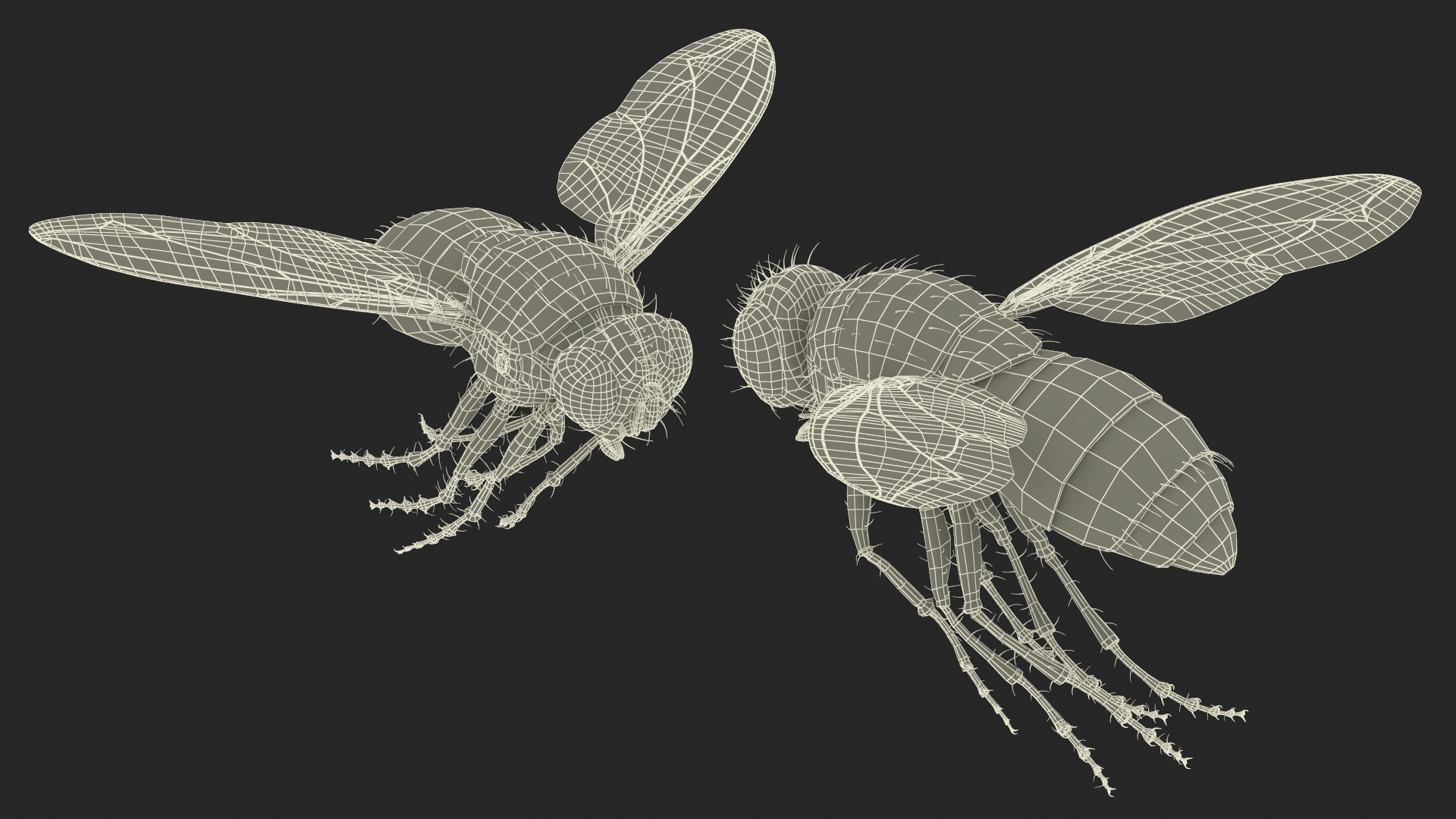 Lifelike Insect Housefly 3D model