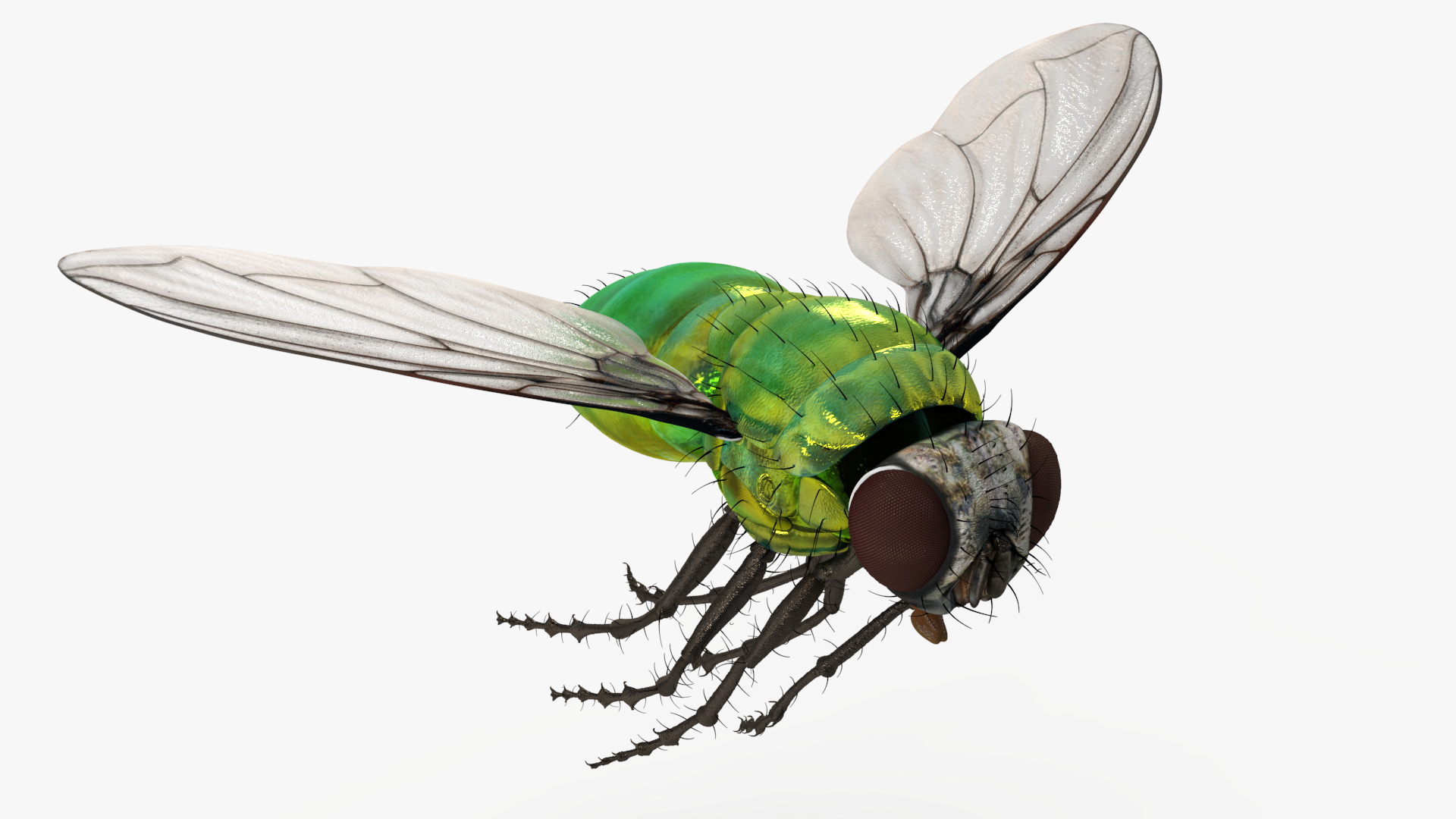 Lifelike Insect Housefly 3D model