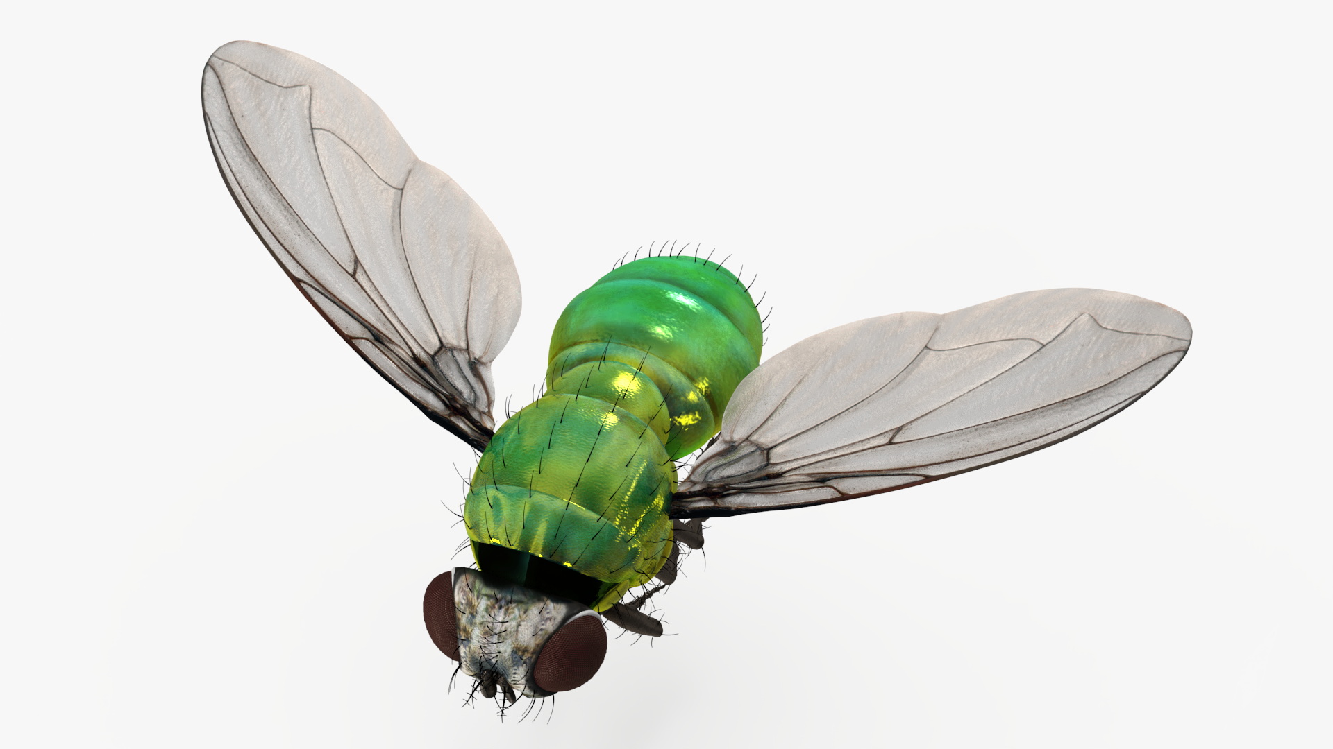 Lifelike Insect Housefly 3D model