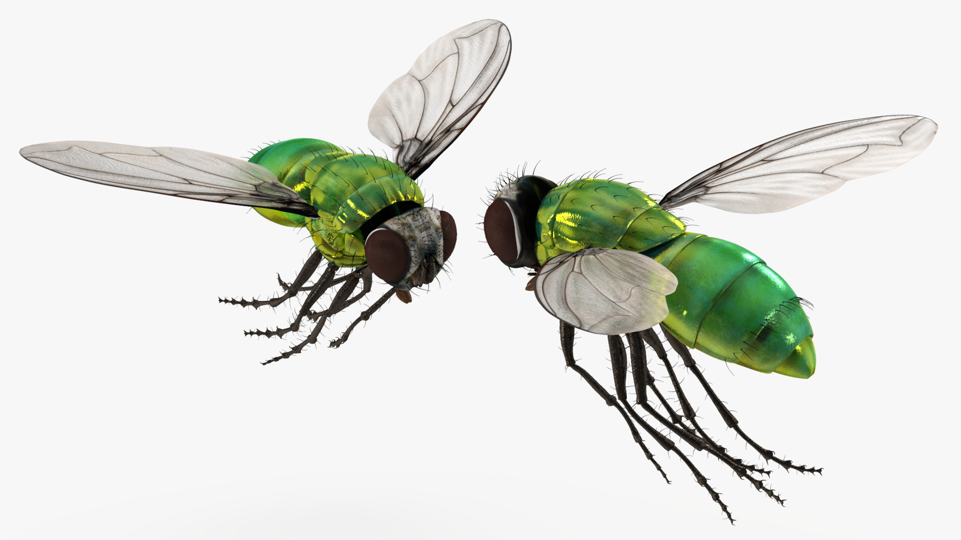 Lifelike Insect Housefly 3D model