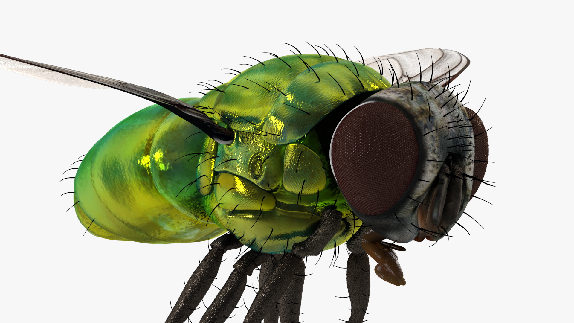 Lifelike Insect Housefly 3D model