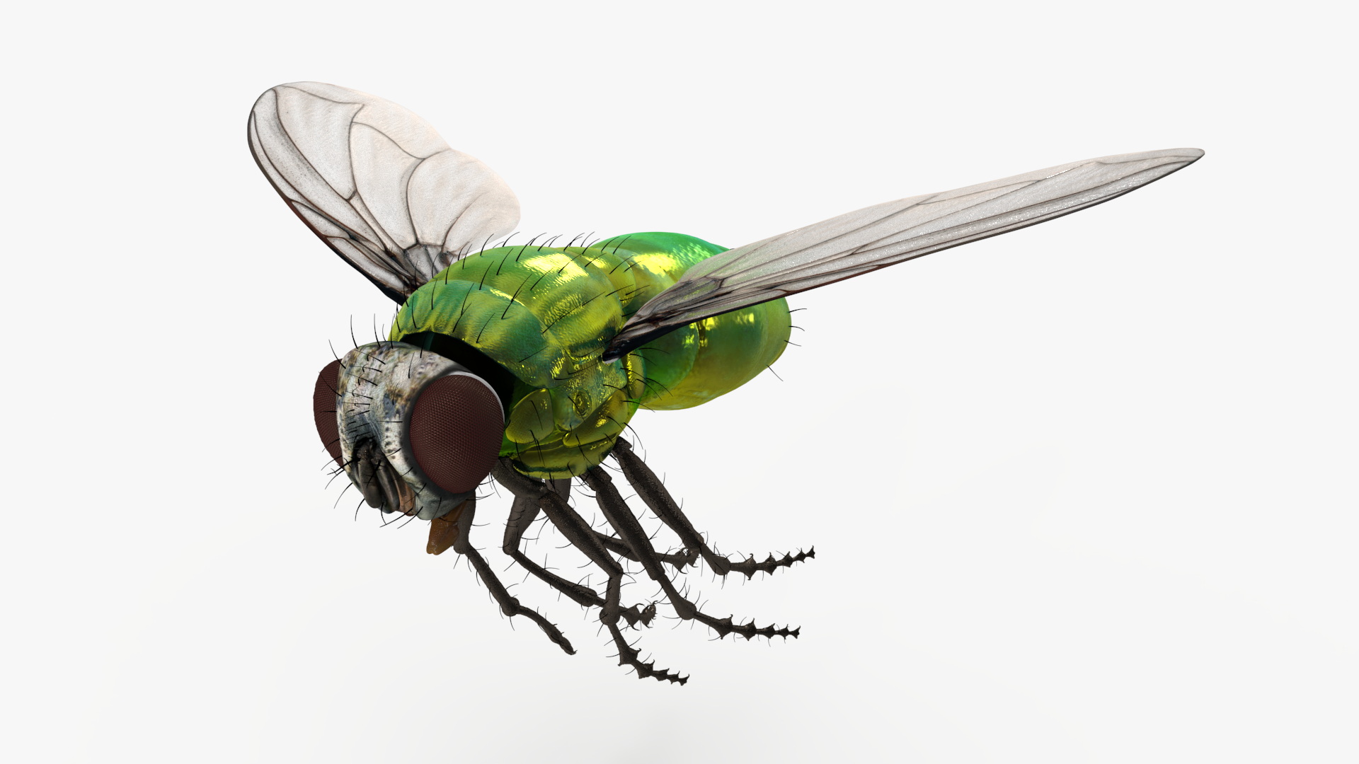 Lifelike Insect Housefly 3D model