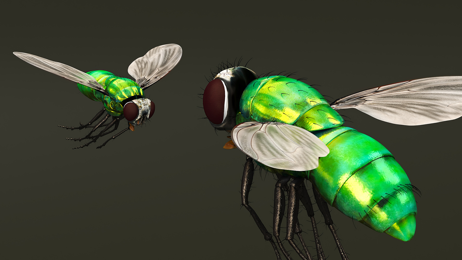 Lifelike Insect Housefly 3D model