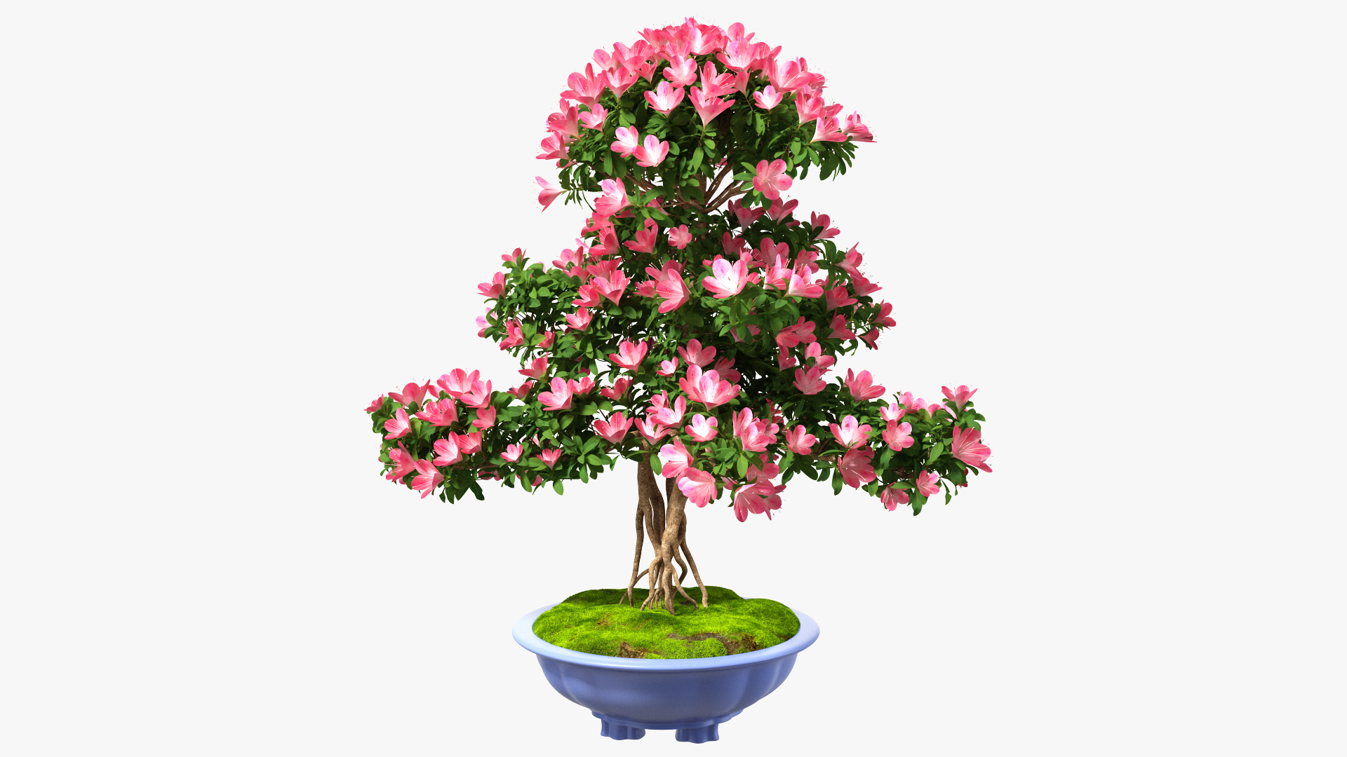 3D Green Bonsai Tree with Flowers in Pot Fur