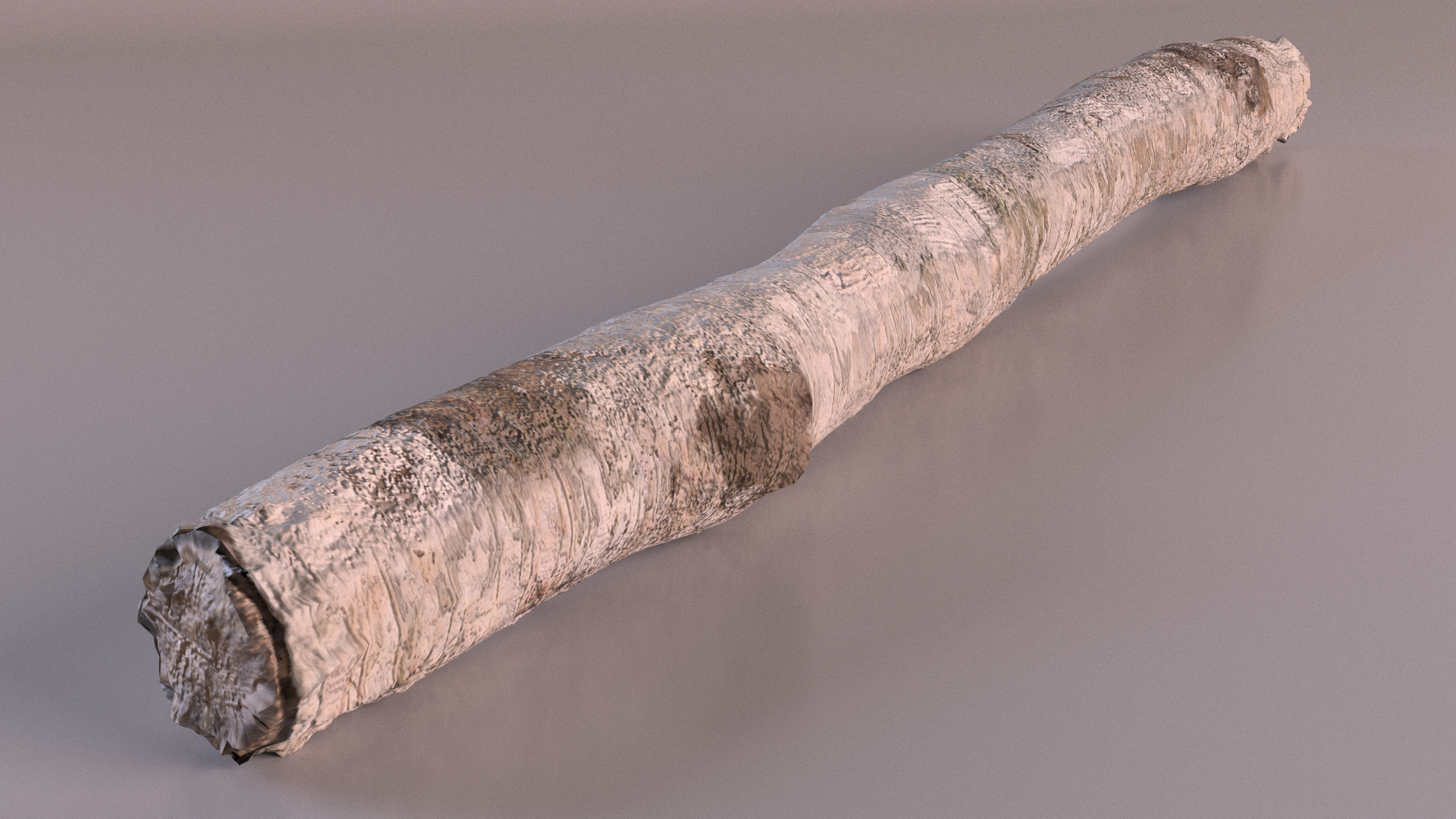 Short White Birch Pole 3D