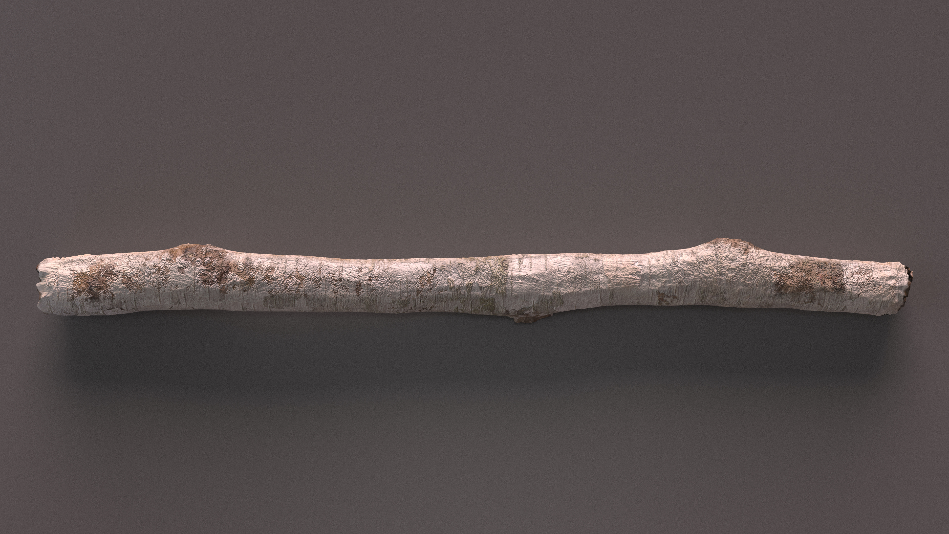 Short White Birch Pole 3D