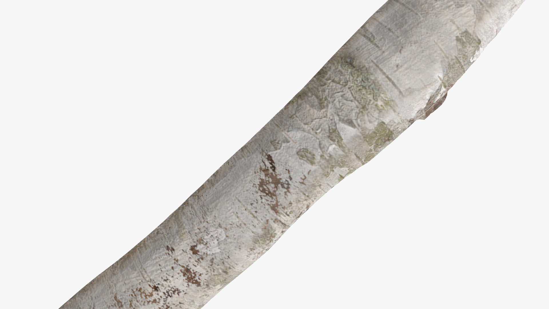 Short White Birch Pole 3D