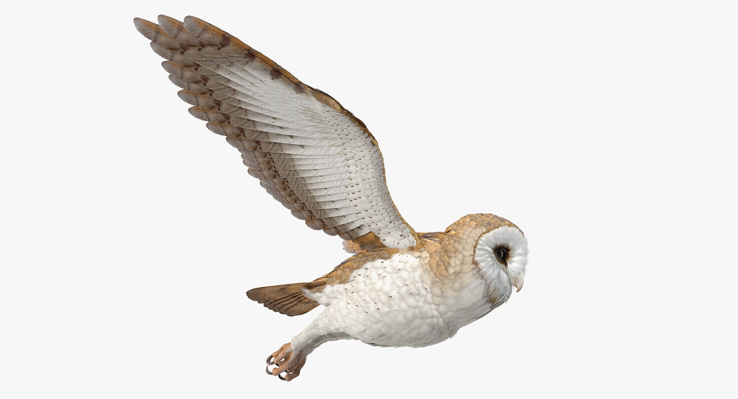 3D model Barn Owl Flying