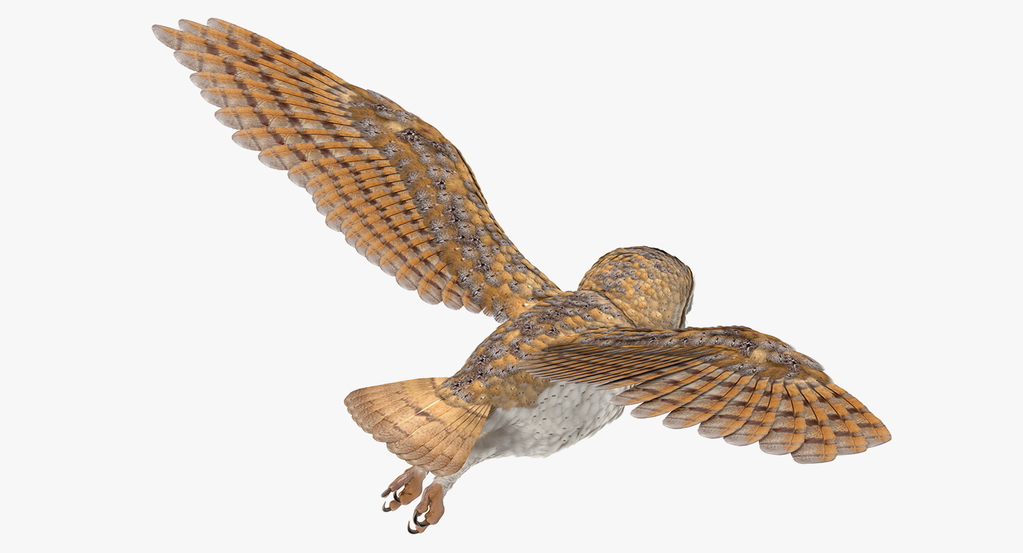 3D model Barn Owl Flying