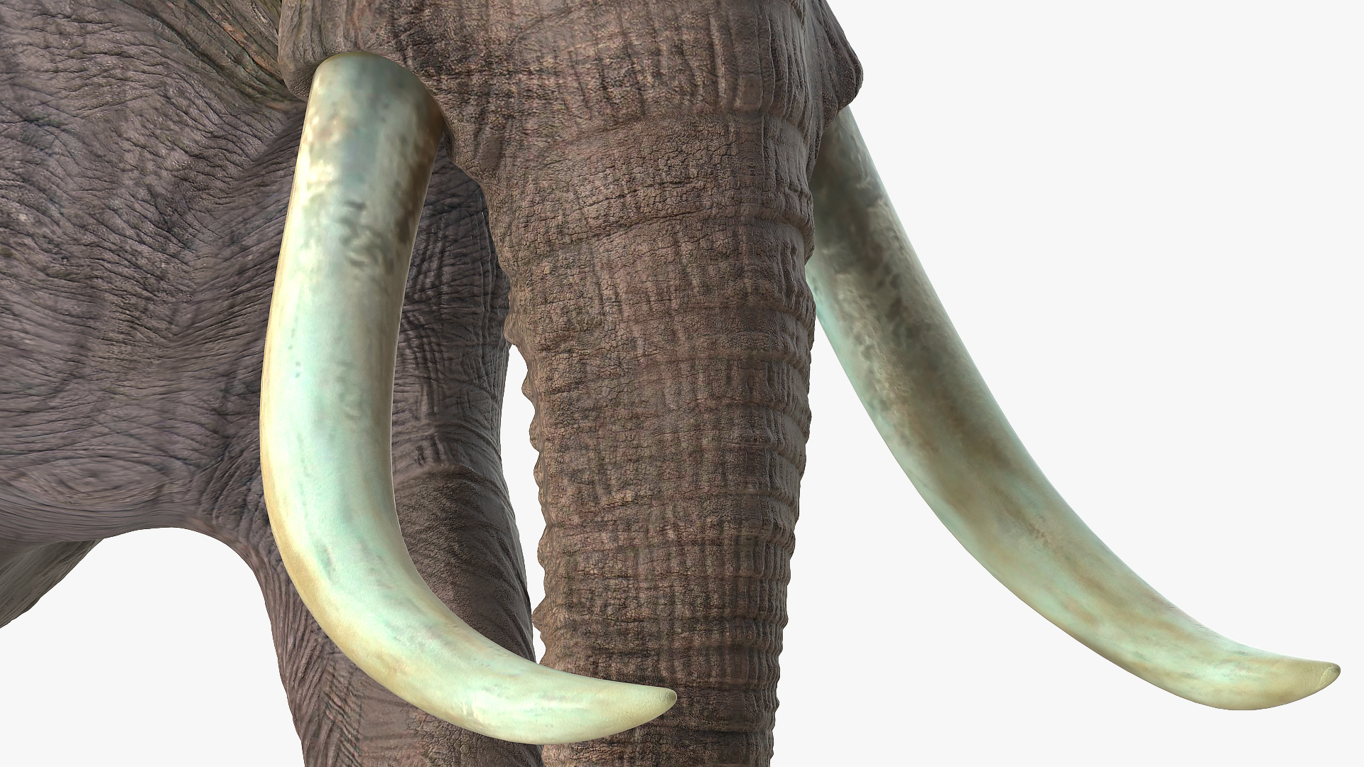 3D Animated Elephant Walking Fur Rigged