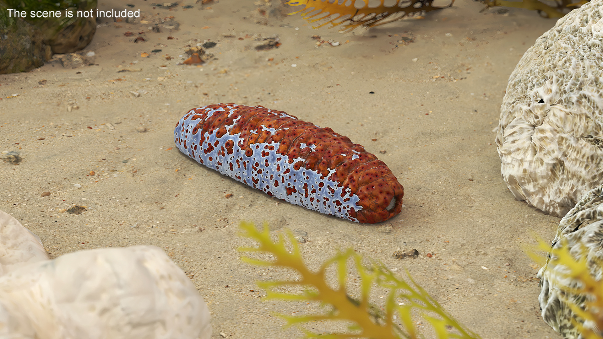 3D Sea Cucumber Red Rigged model