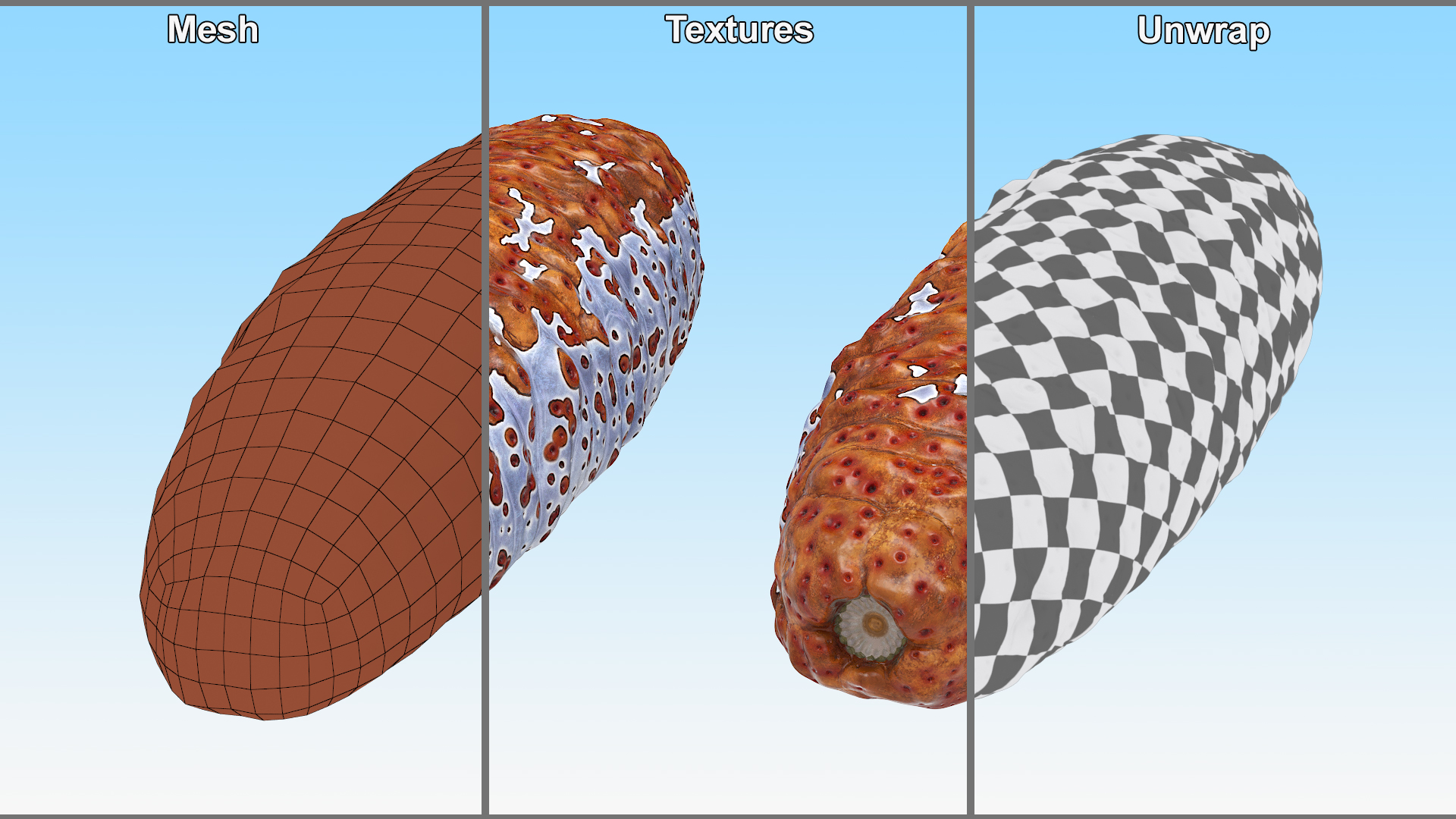 3D Sea Cucumber Red Rigged model