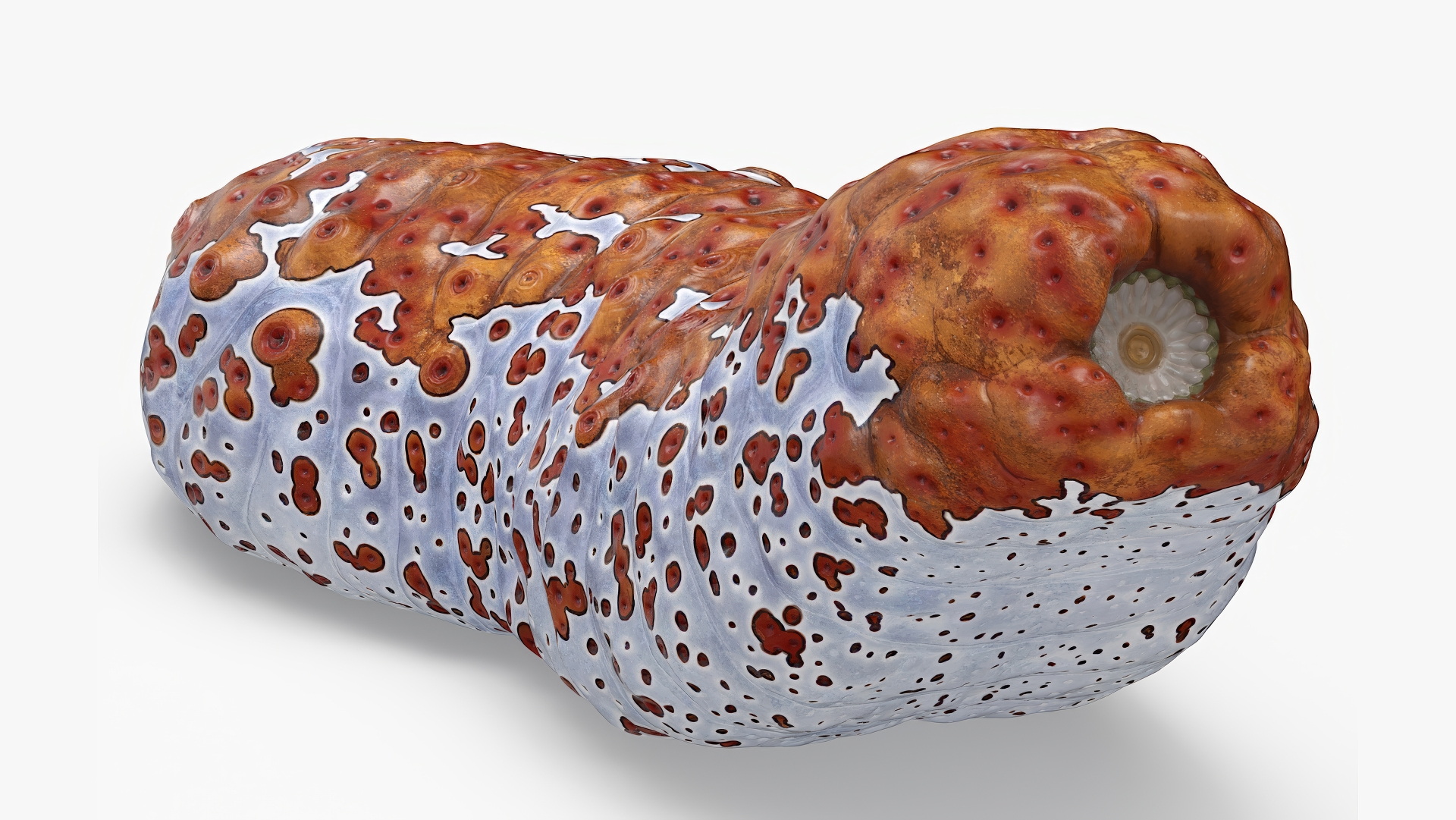 3D Sea Cucumber Red Rigged model