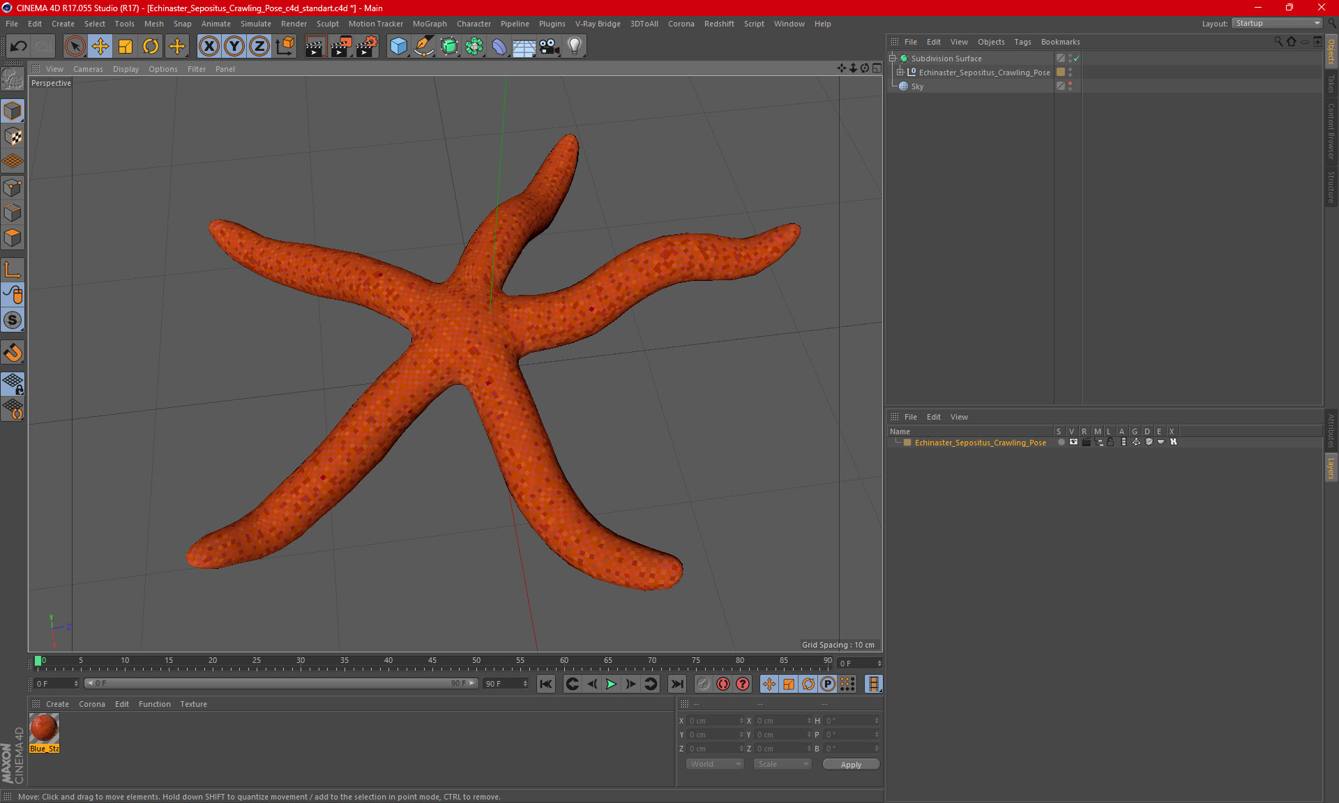 Echinaster Sepositus Crawling Pose 3D model
