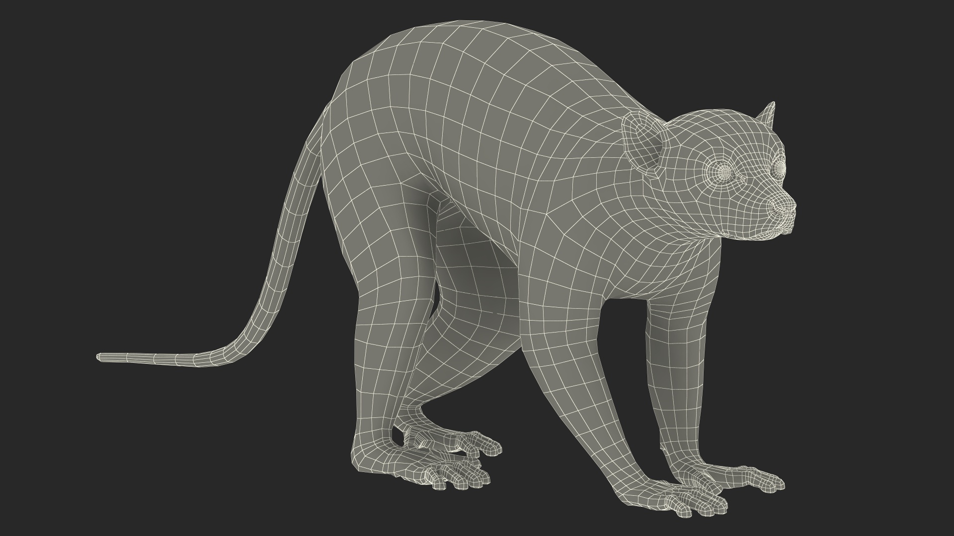 3D Grey Lemur Walking model