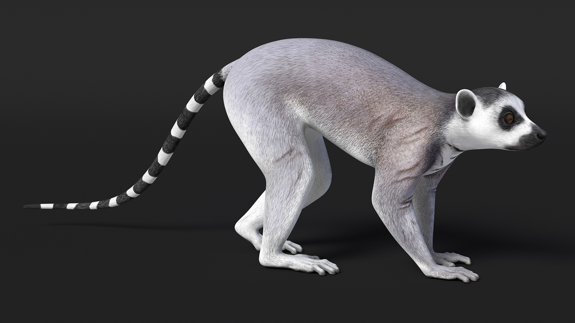 3D Grey Lemur Walking model