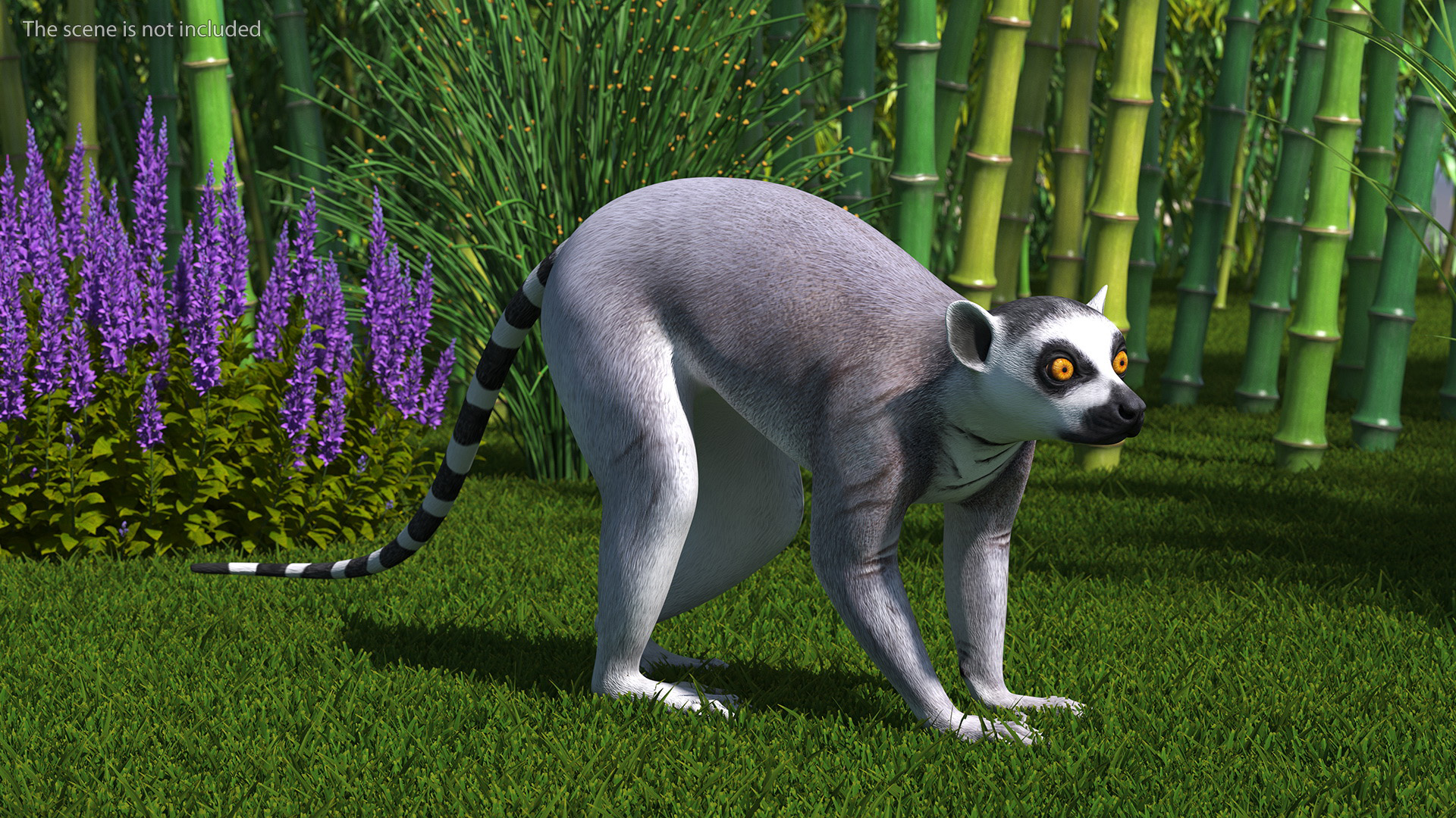 3D Grey Lemur Walking model