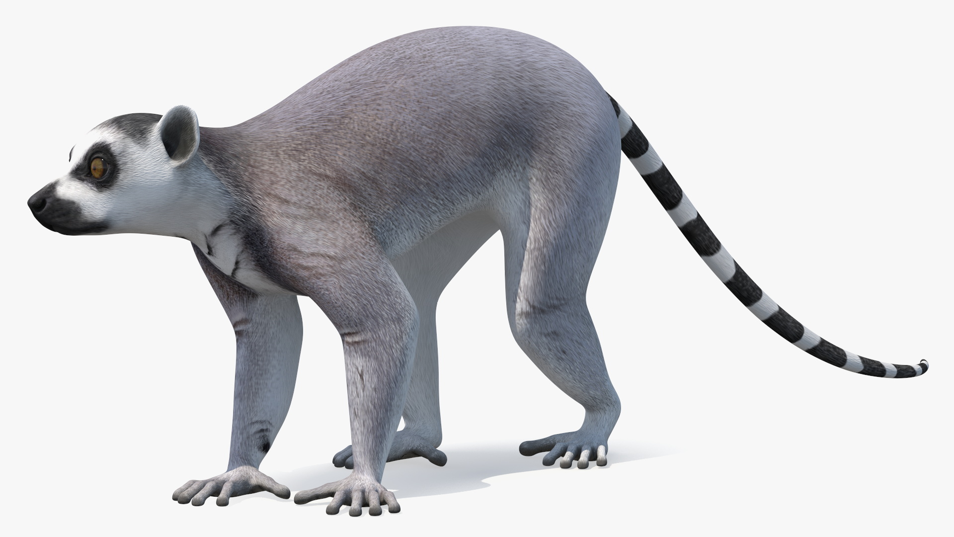 3D Grey Lemur Walking model