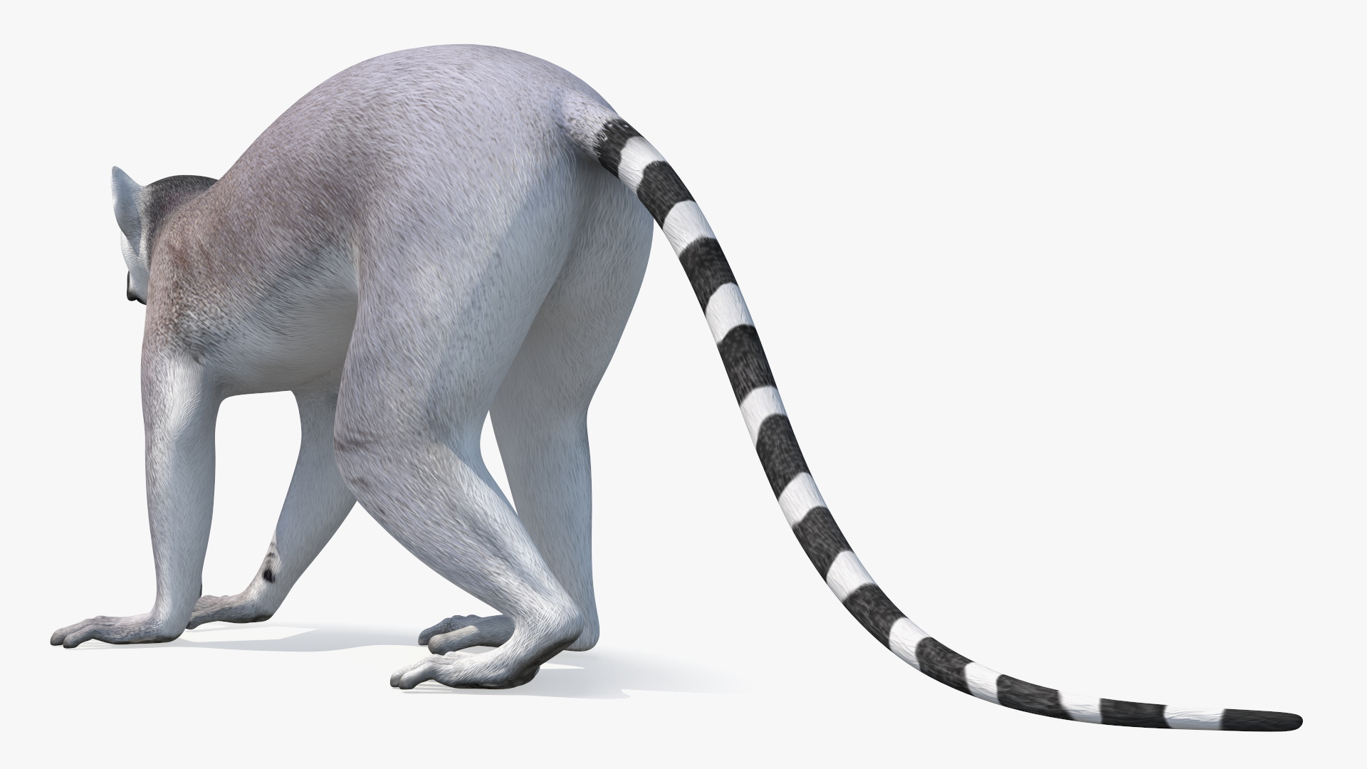 3D Grey Lemur Walking model