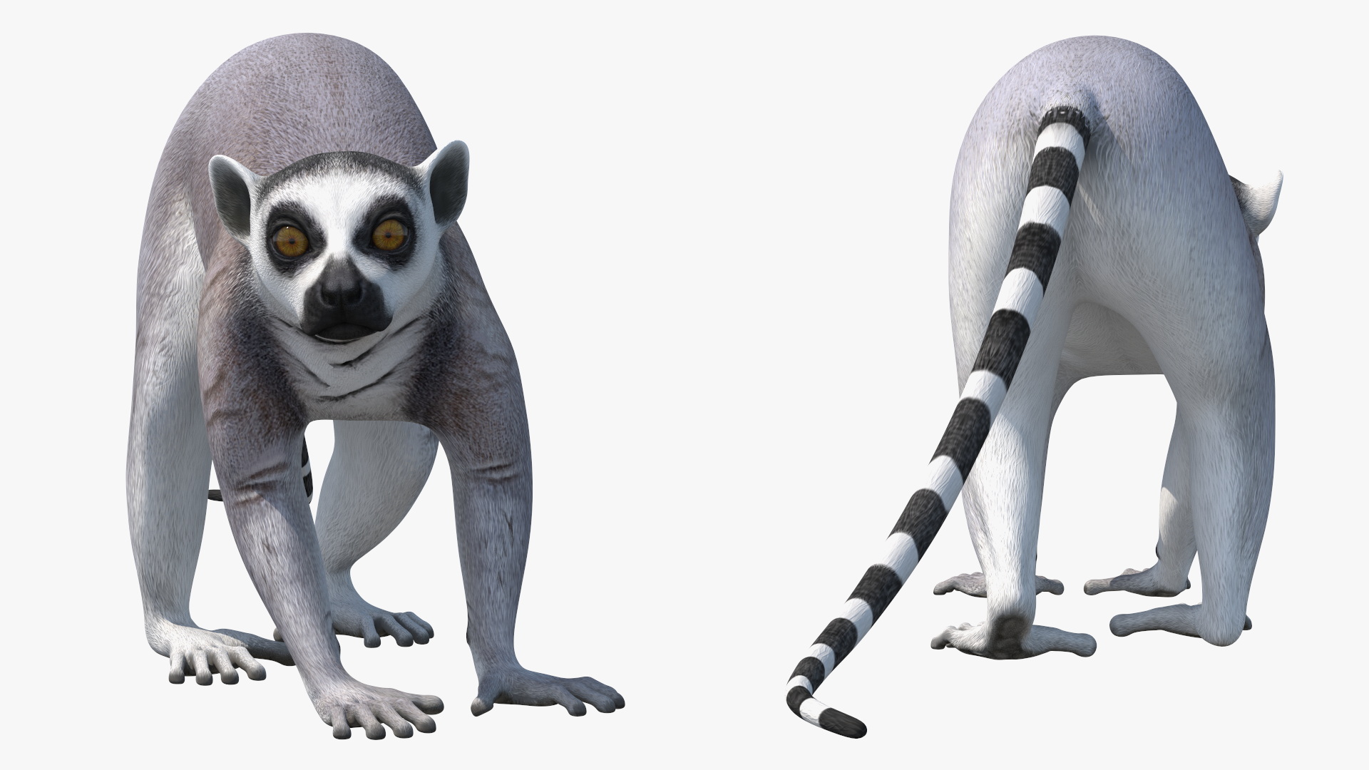 3D Grey Lemur Walking model