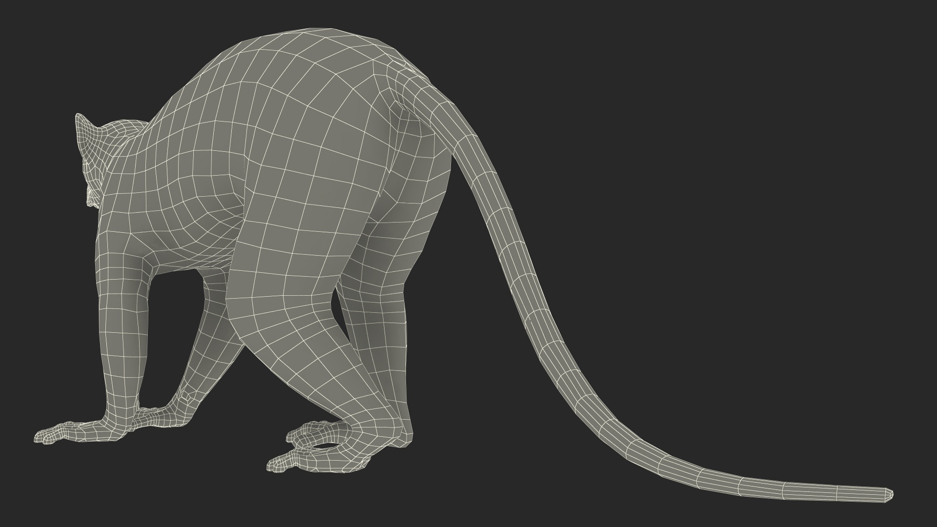 3D Grey Lemur Walking model