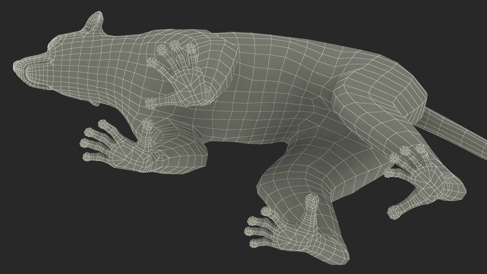 3D Grey Lemur Walking model