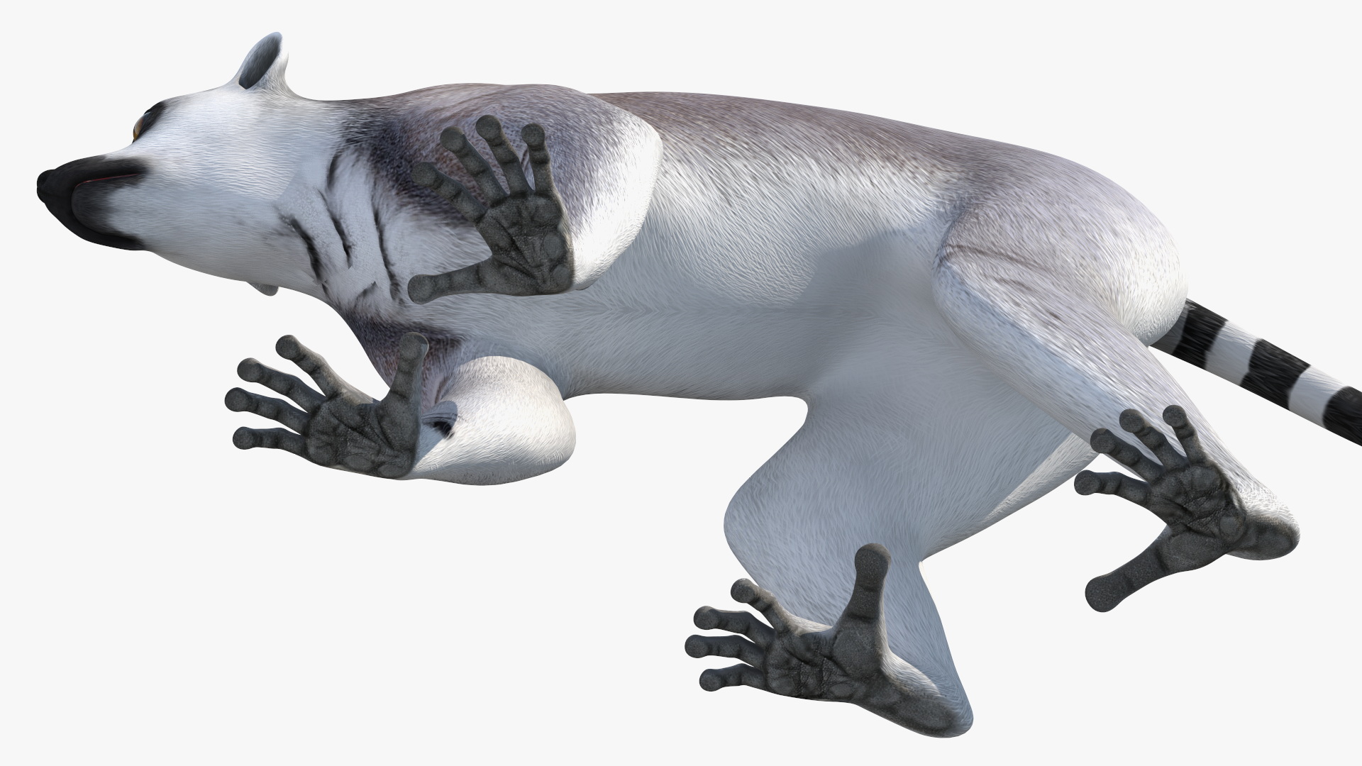 3D Grey Lemur Walking model