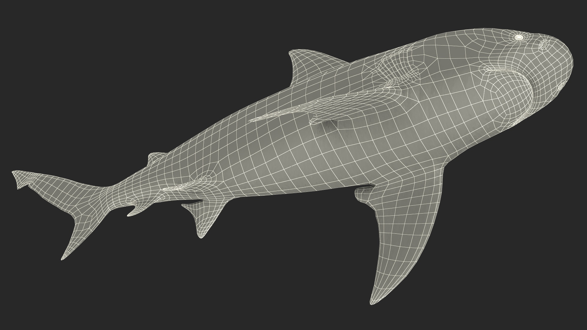 3D Realistic Bull Shark Rigged for Cinema 4D