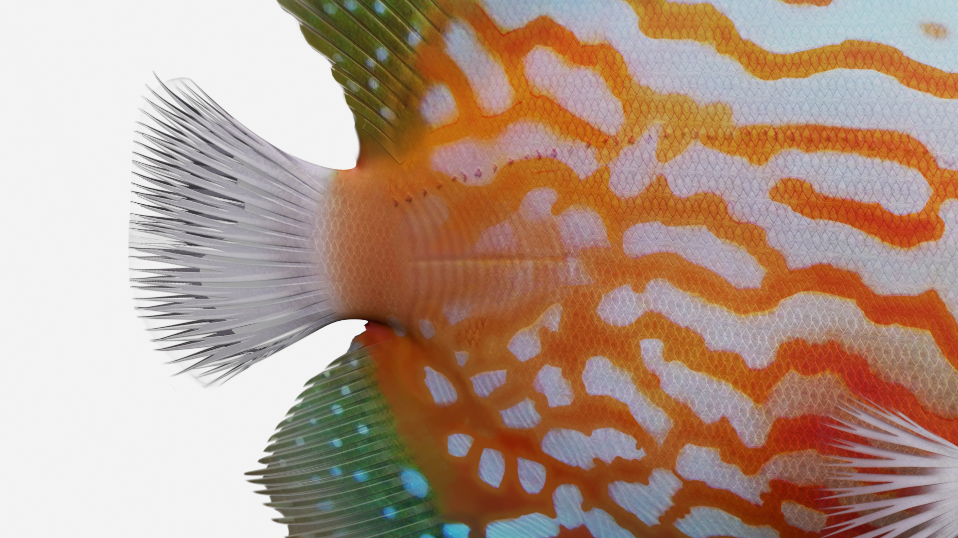 3D Discus Fish