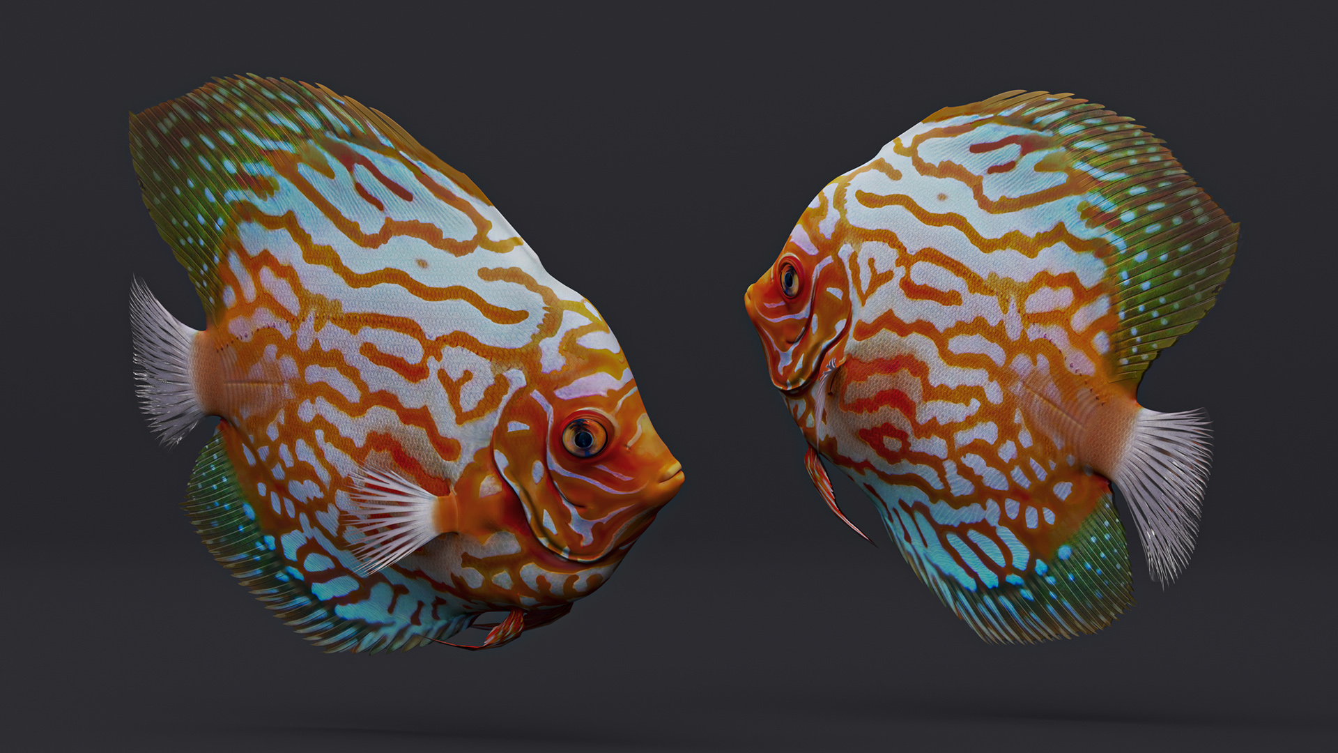 3D Discus Fish