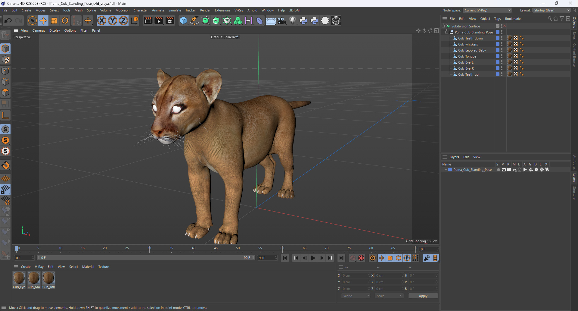 Puma Cub Standing Pose 3D