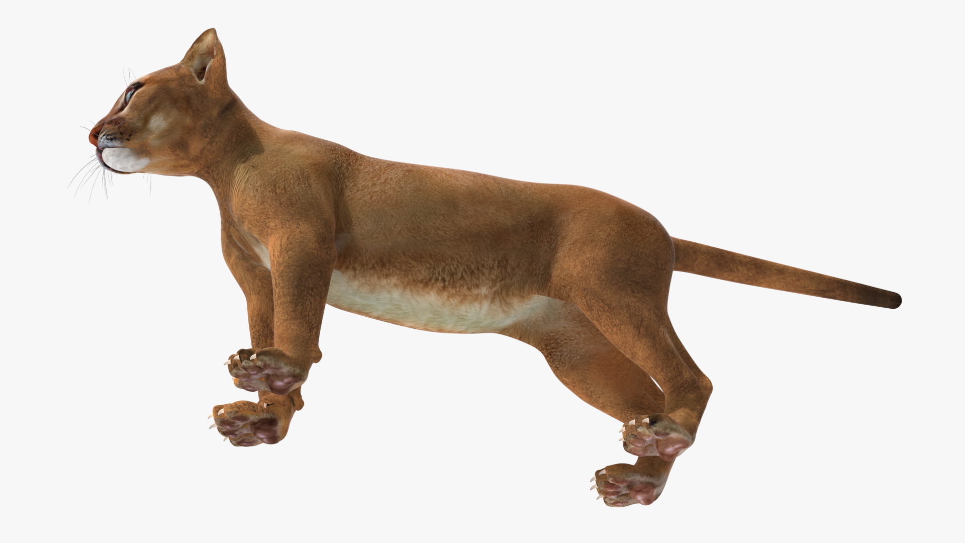 Puma Cub Standing Pose 3D