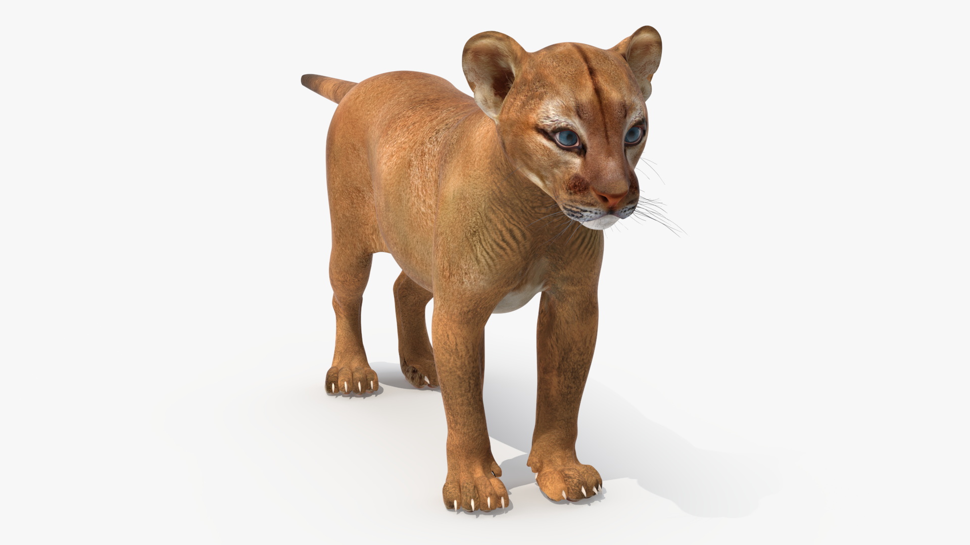 Puma Cub Standing Pose 3D