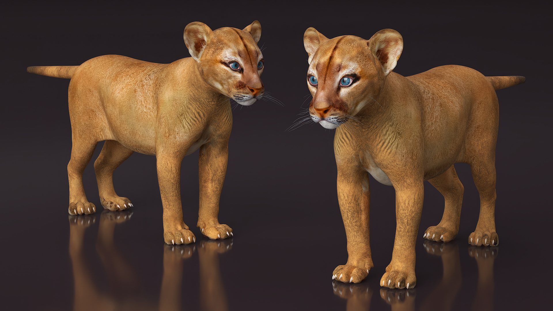 Puma Cub Standing Pose 3D