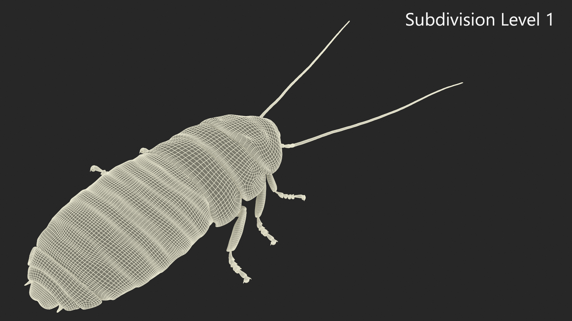 Cryptocercus Punctulatus 3D model