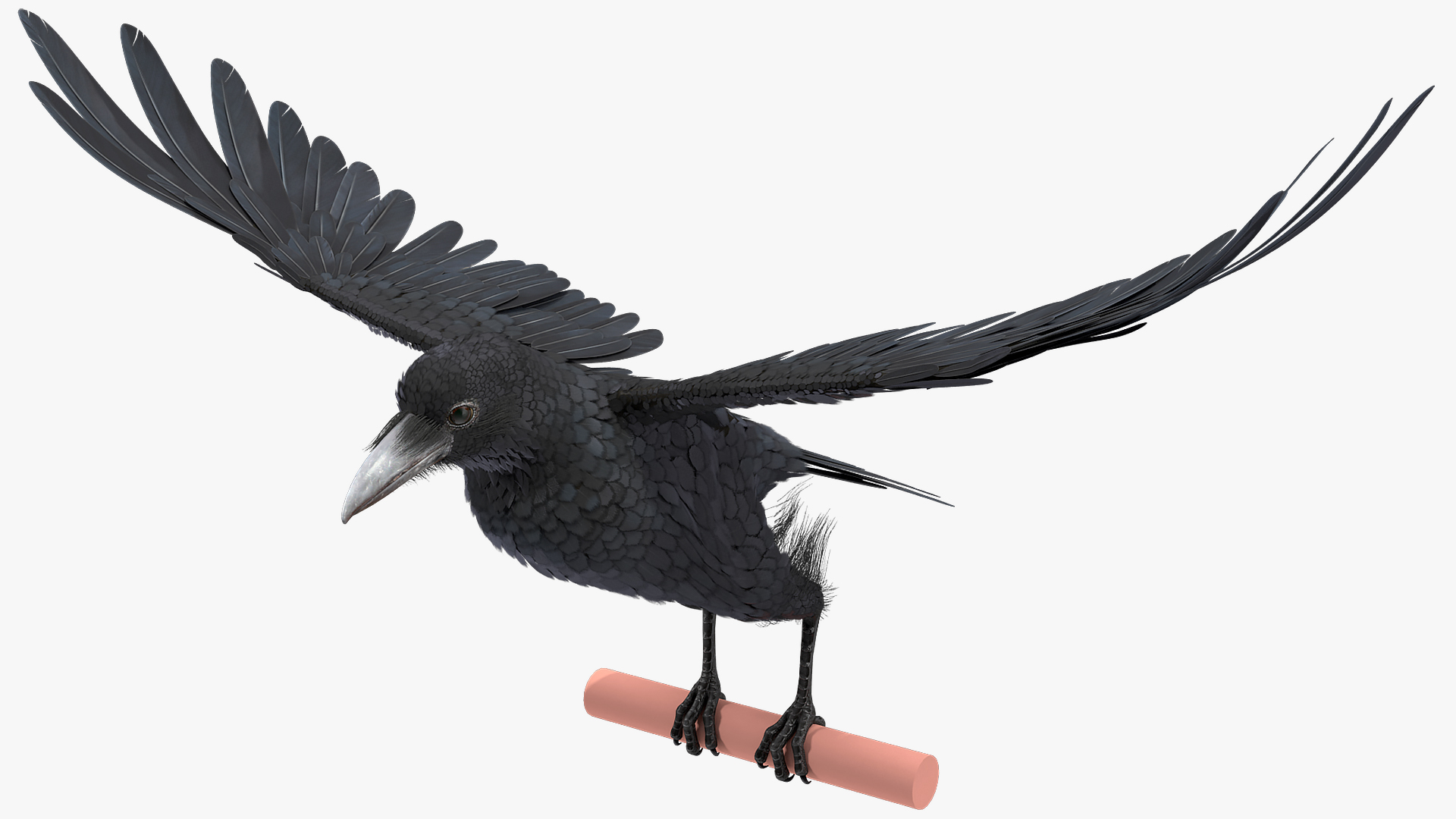 Raven Takeoff Animated Rigged 3D model