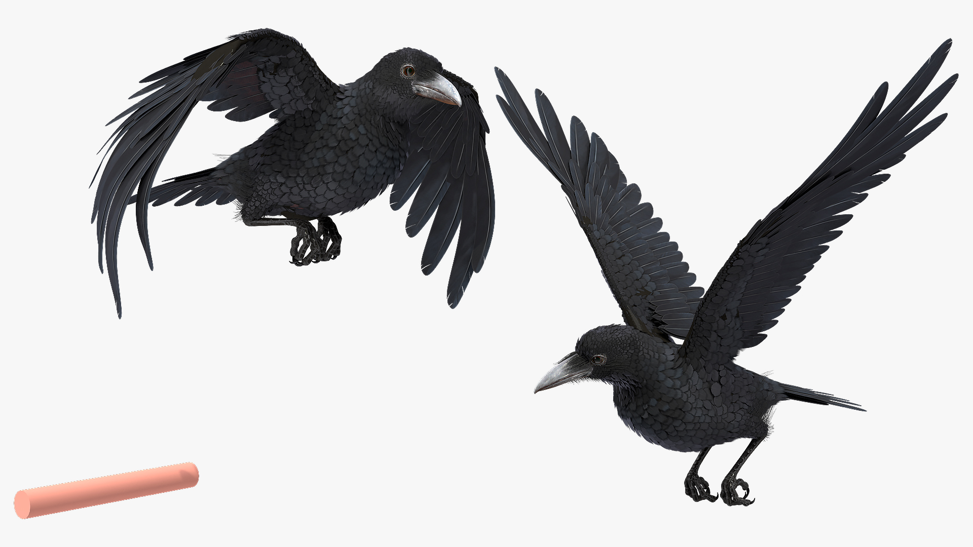 Raven Takeoff Animated Rigged 3D model