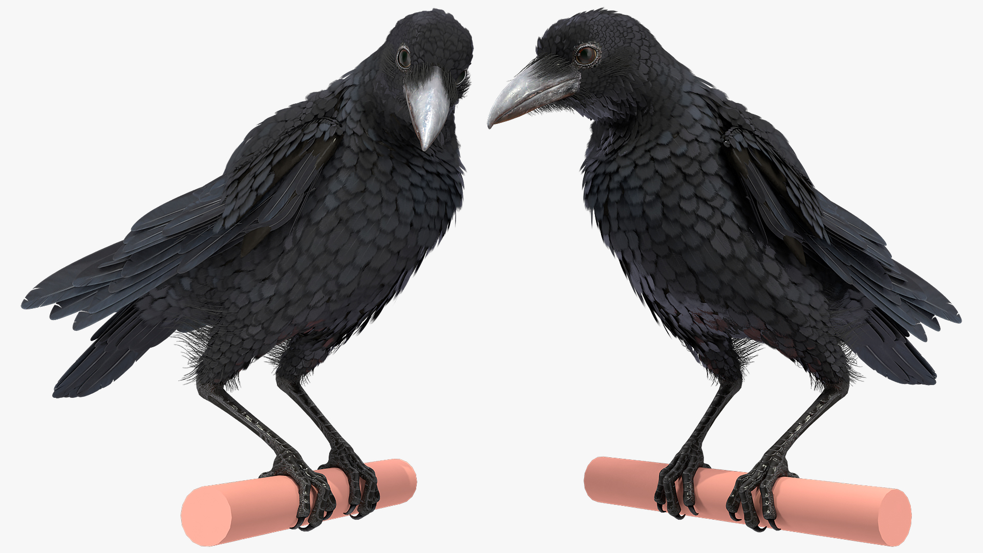 Raven Takeoff Animated Rigged 3D model